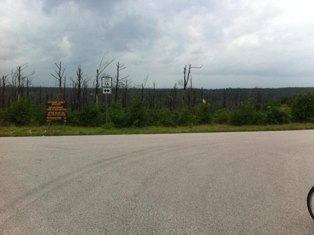 Paved road, green bushes, dead trees, and a sign under an overcast sky.