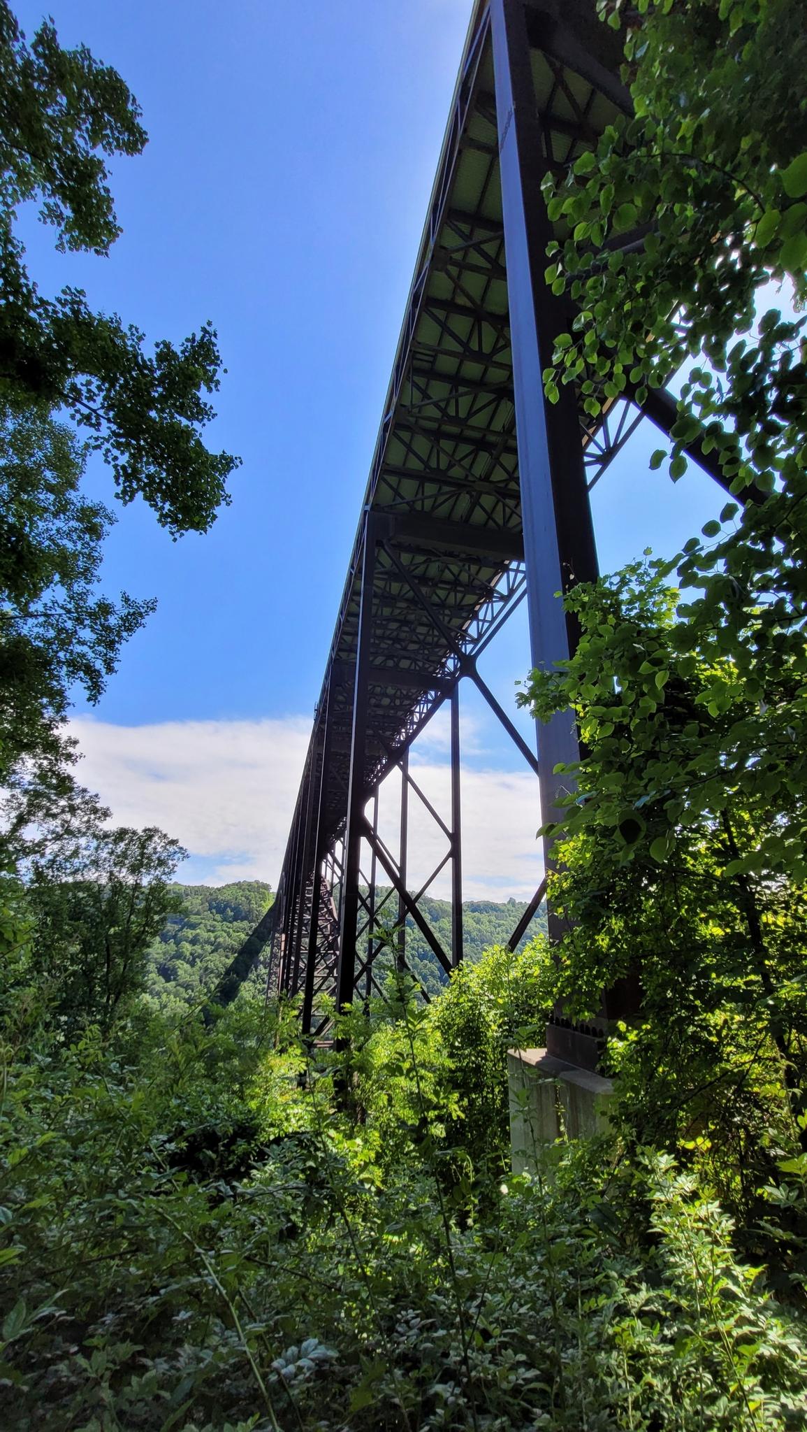 Looking up at a massive bridge structure through vibrant green trees.