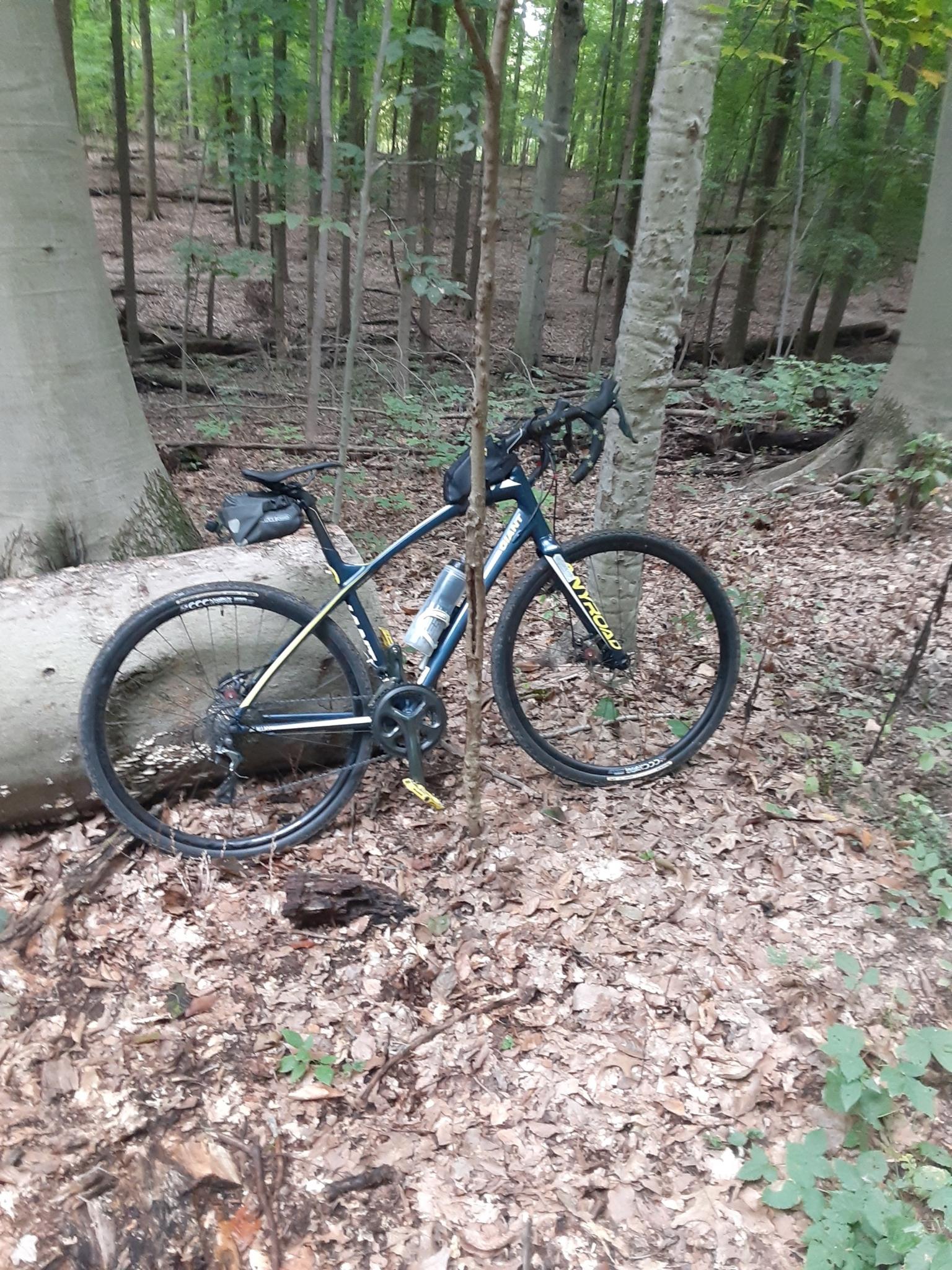 A bicycle rests against a tree in a shaded, leafy forest.
