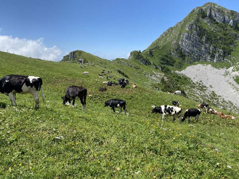 Sentiero della cresta del Moléson - anello da Plan Francey | escursione ...