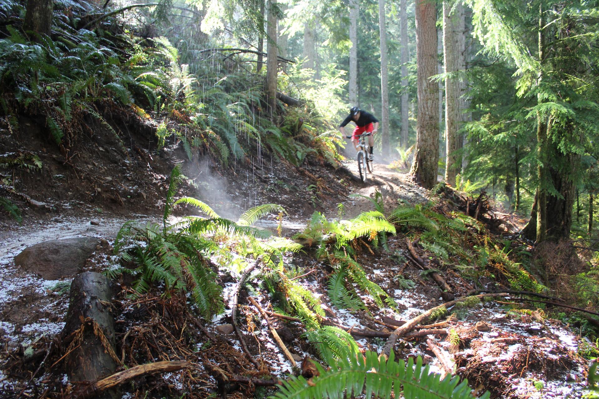 A mountain biker rides a snowy, misty forest trail with ferns.