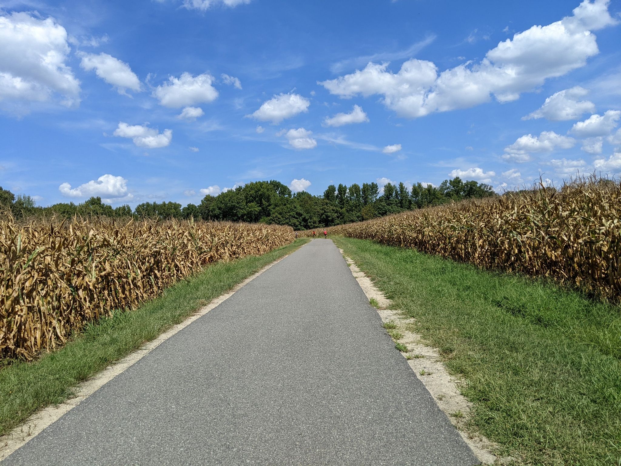 Paved path through golden cornfields under a bright blue sky. - Virginia Capital Trail