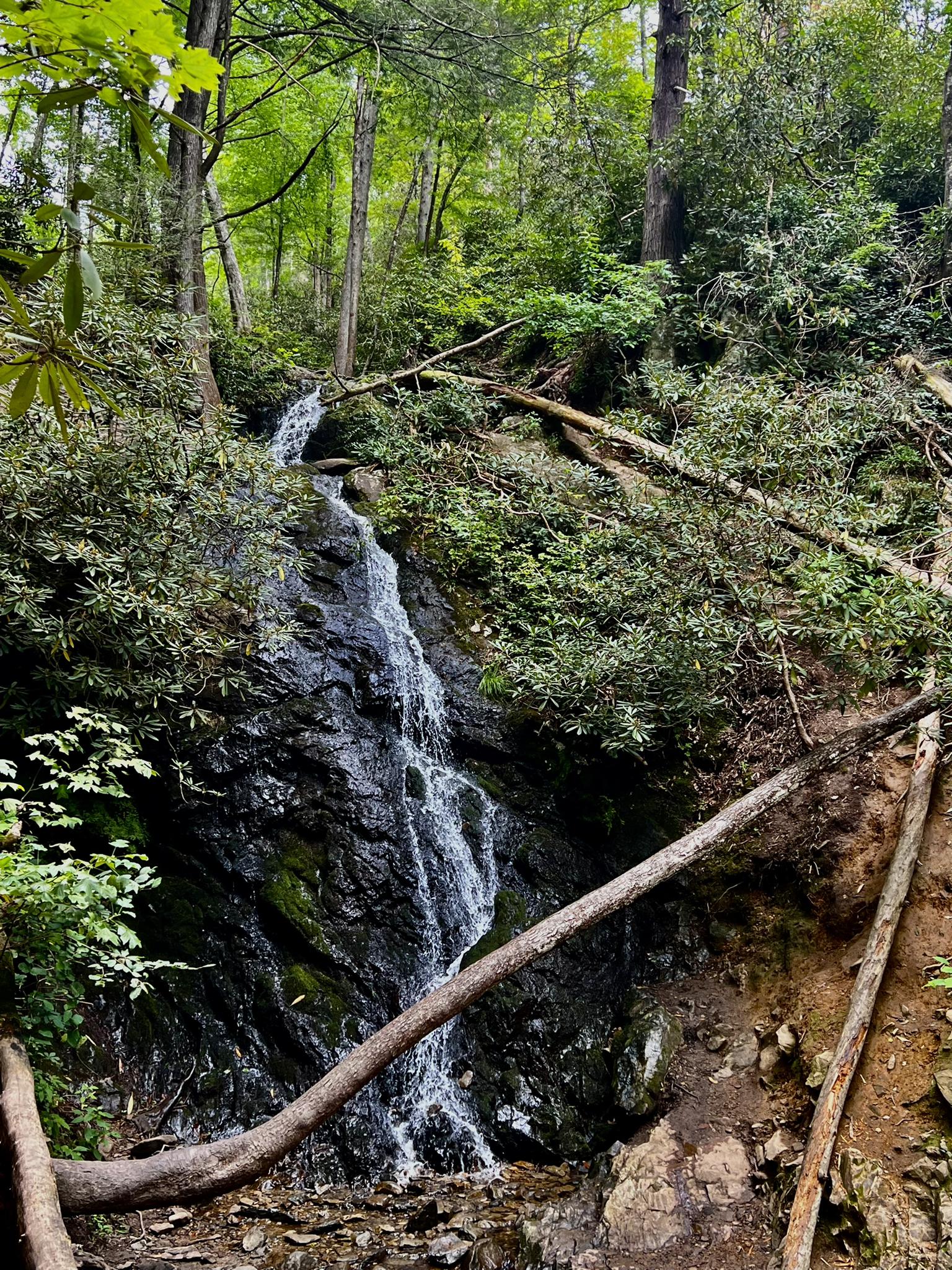 Waterfall cascading down a rocky, mossy cliff surrounded by green forest.