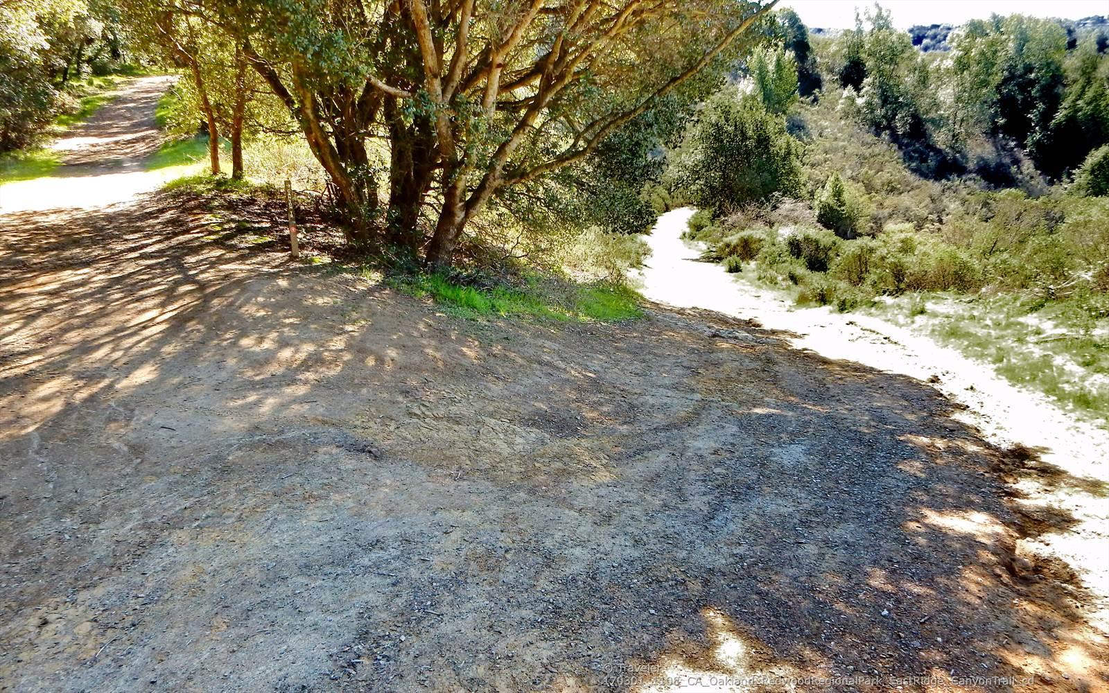 A sunlit dirt path splits around a small tree in a dry landscape.