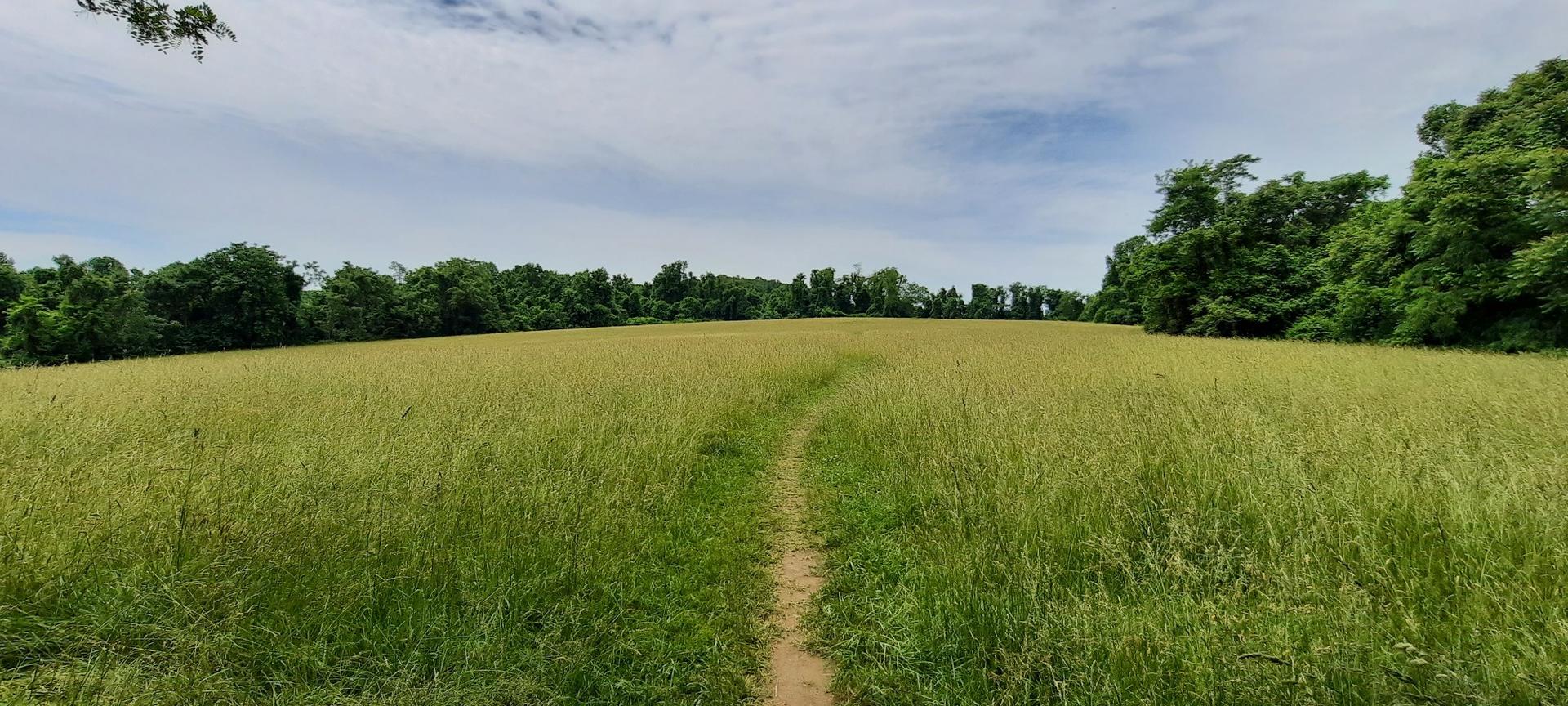 Narrow dirt path through a vast field of tall green grass.