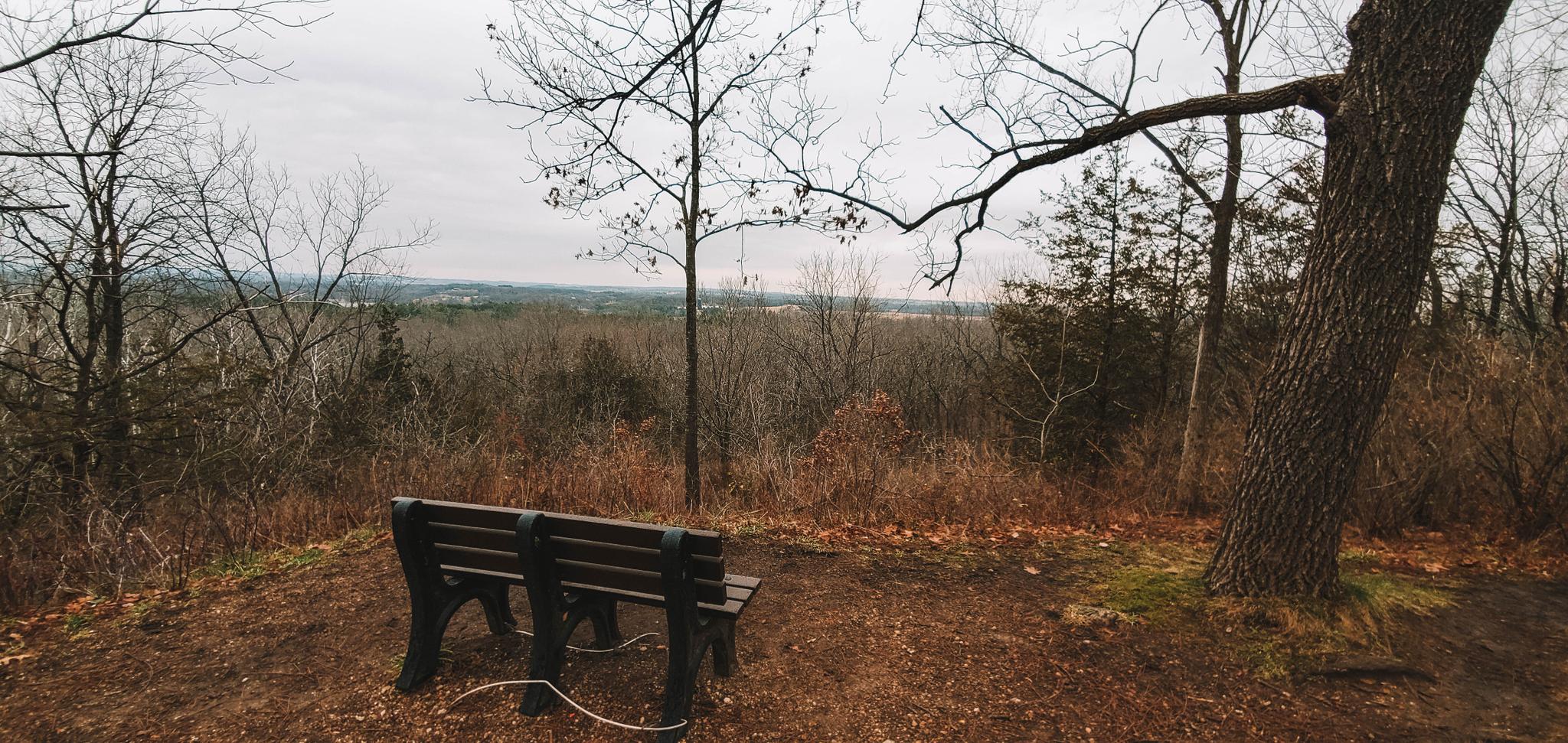 An empty park bench overlooks a vast, bare forest under an overcast sky.