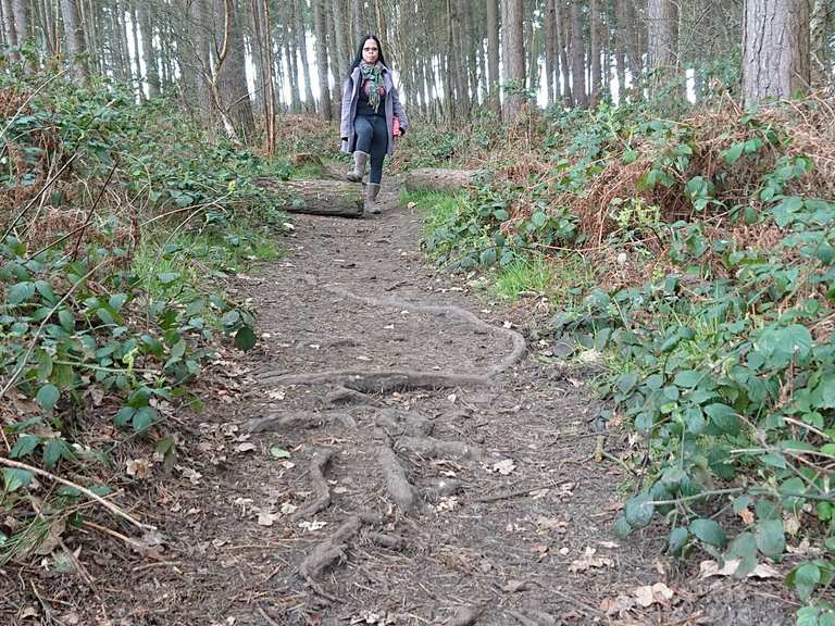 Blidworth Woods Wanderungen und Rundwege komoot