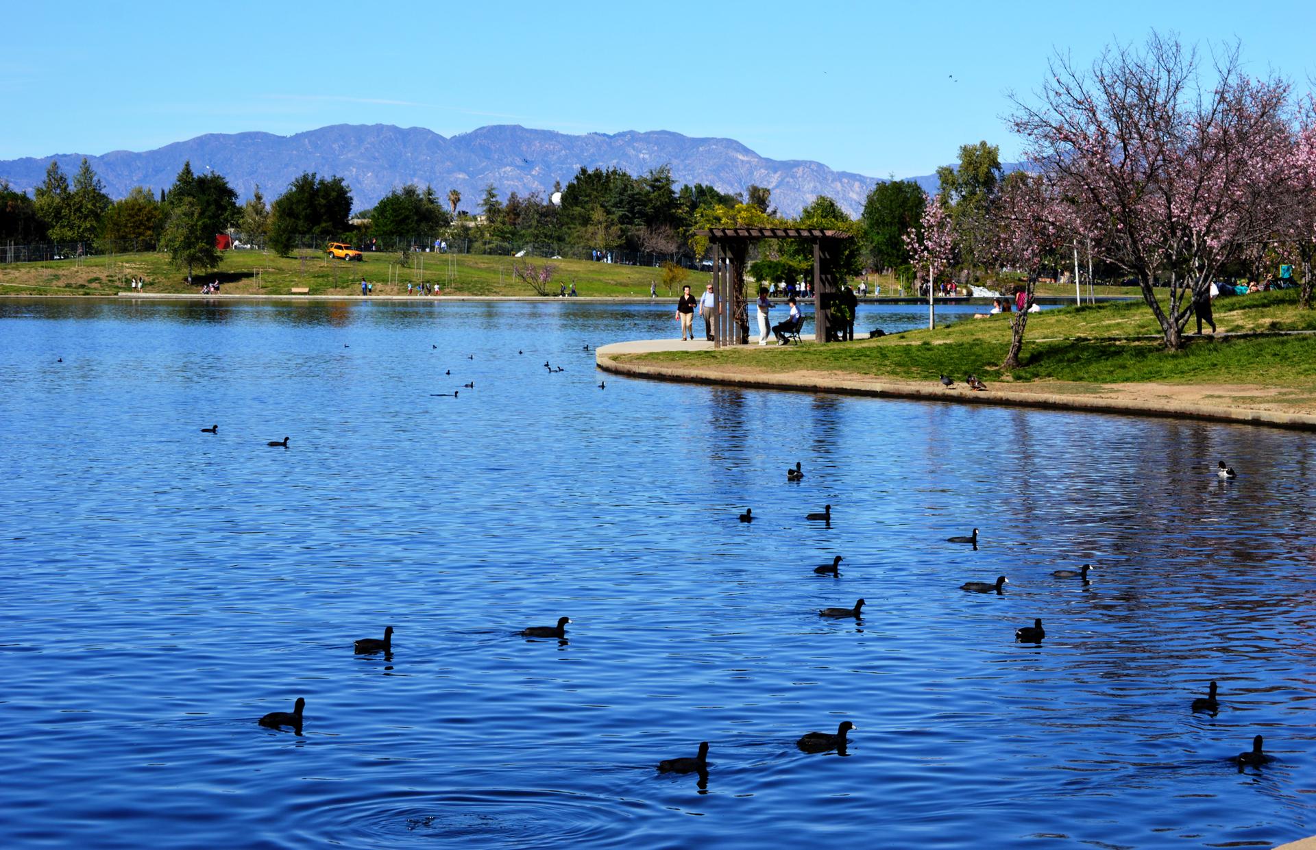 Sunny lake with many ducks, people, and distant mountains under blue sky.