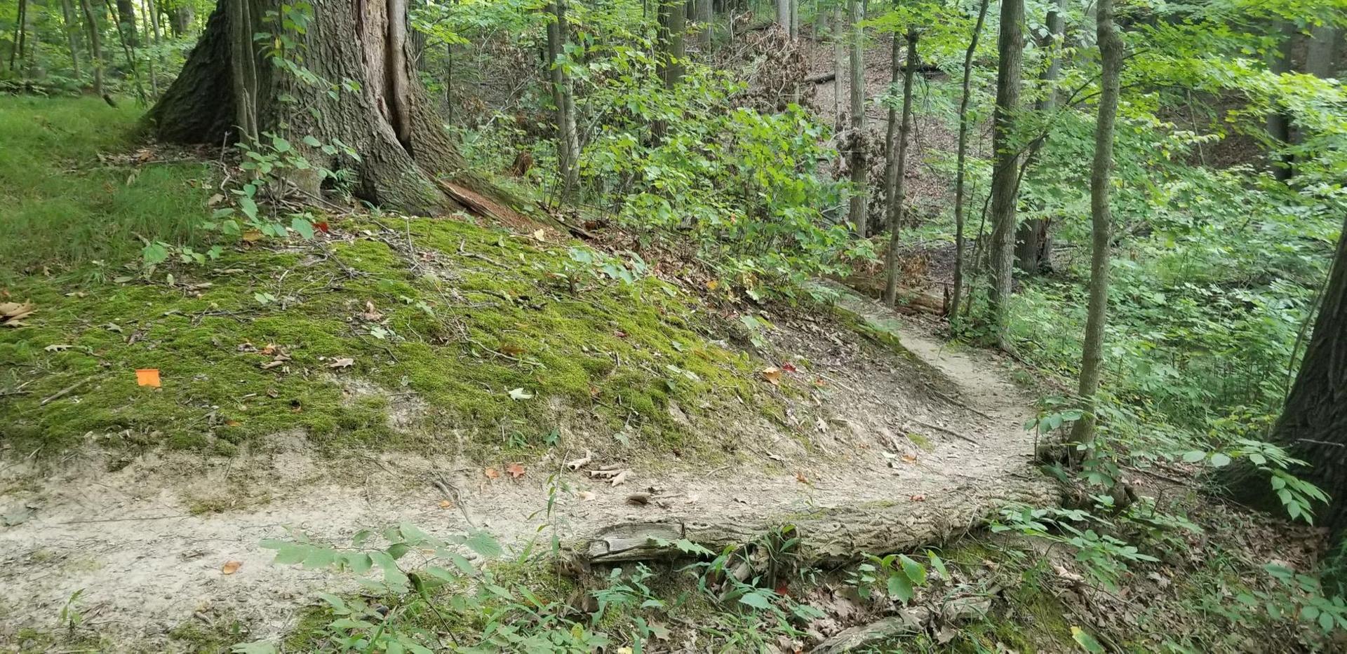 A winding dirt trail curves around a mossy hillside in a dense green forest.