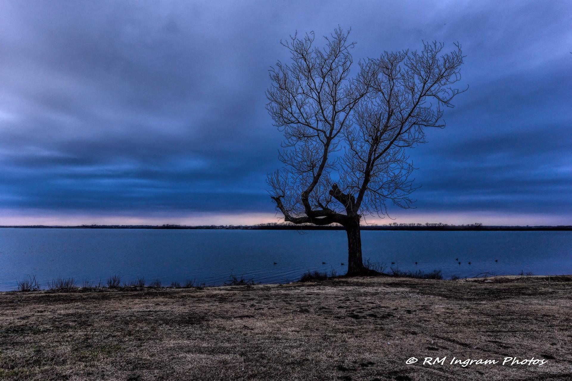 A solitary bare tree stands by a lake under a dramatic dark blue sky.