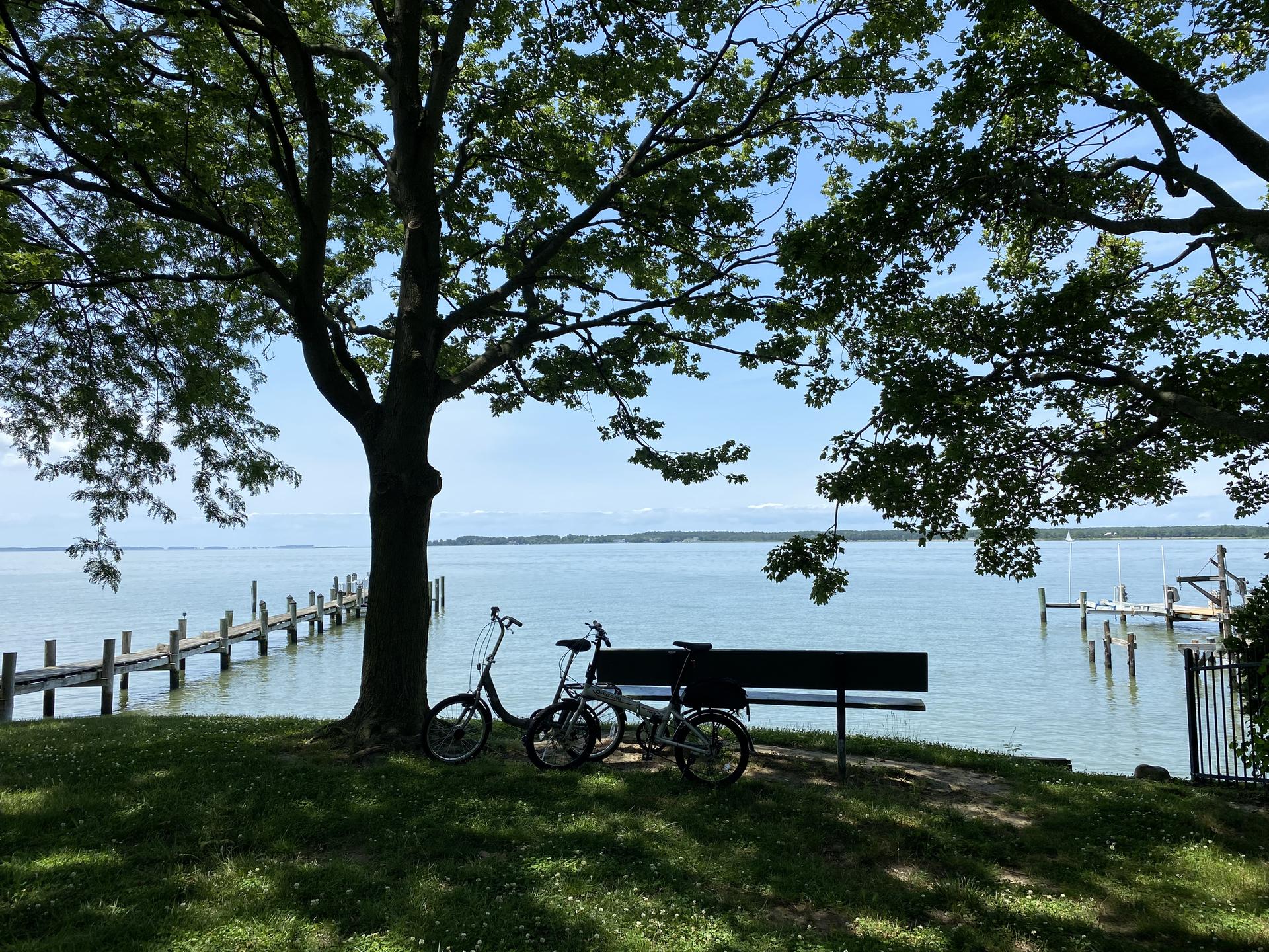 Bicycles and a bench under a large tree by a sunny waterfront with a pier.