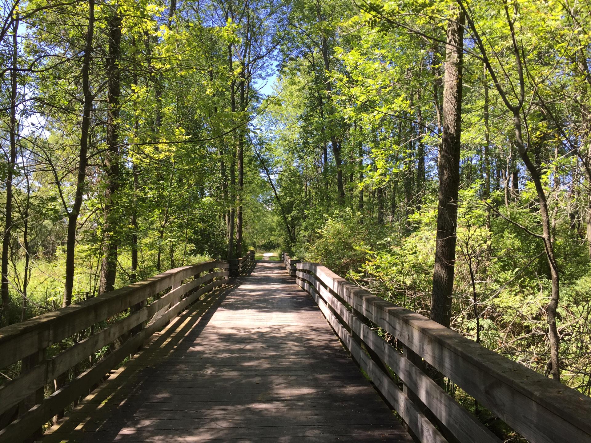 A wooden boardwalk extends through a vibrant green, sunlit forest.