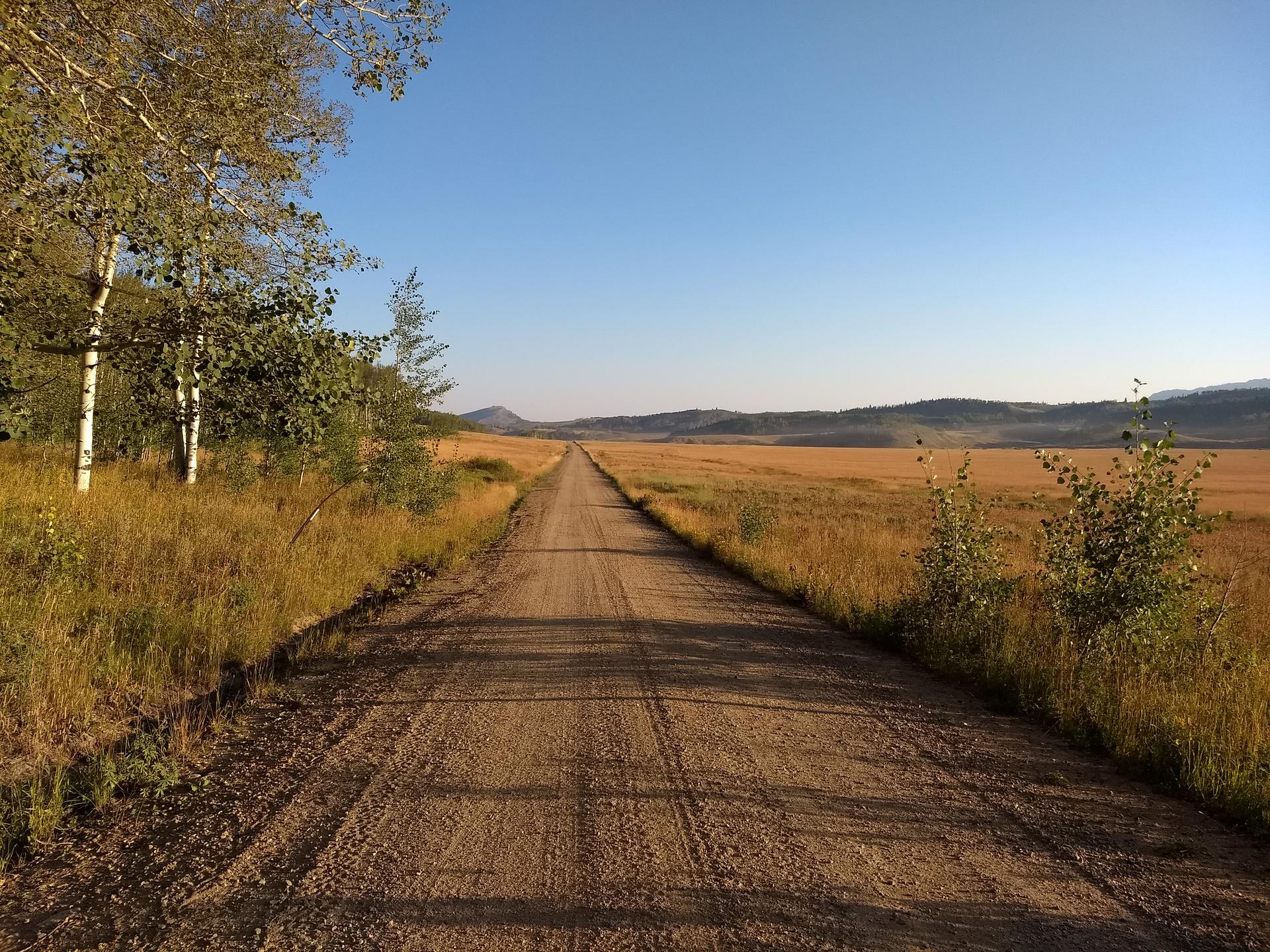 Long dirt road through a golden field, lined with trees under clear sky.