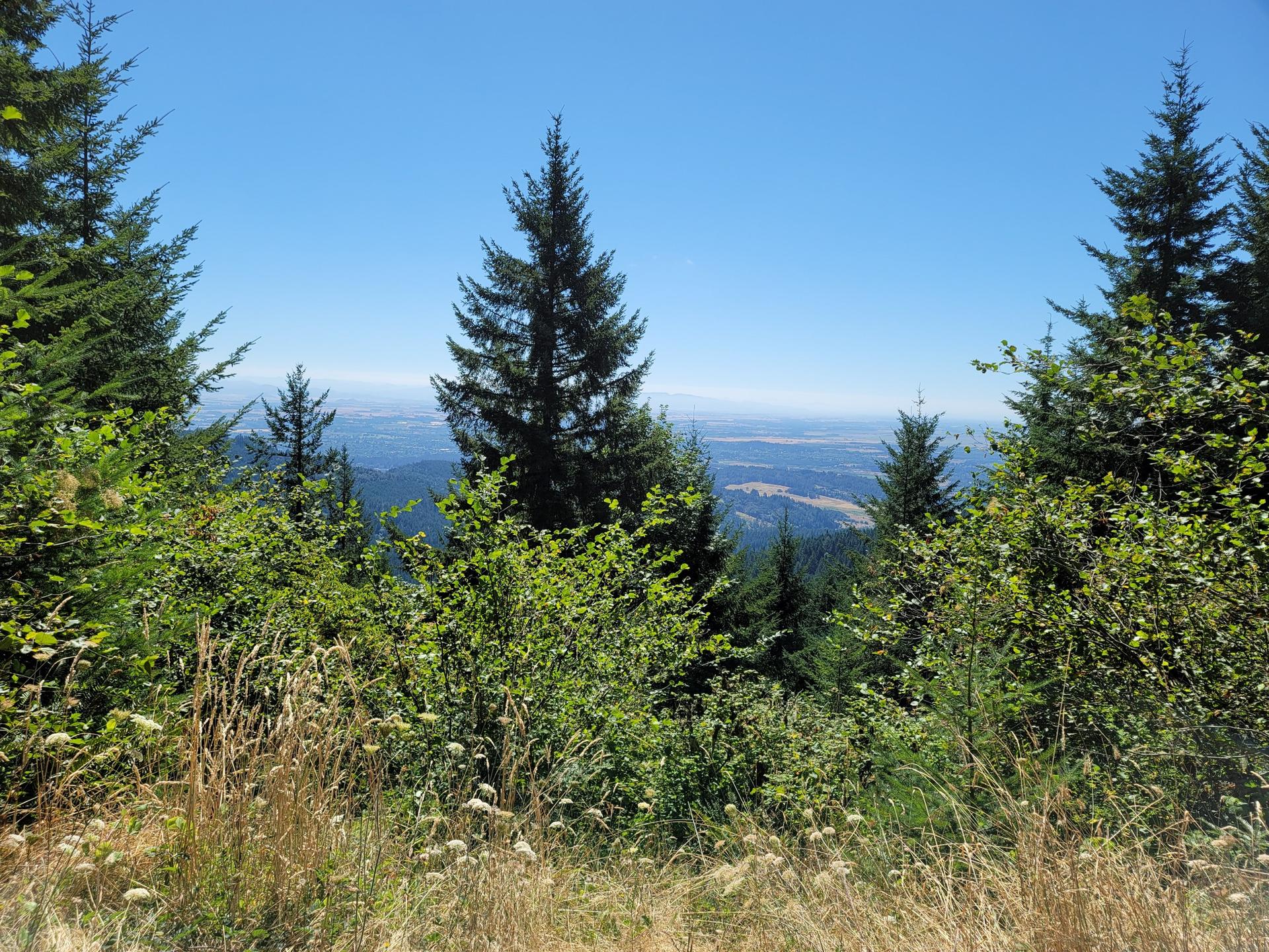 Dense green forest and bushes overlook a distant valley on a clear day.