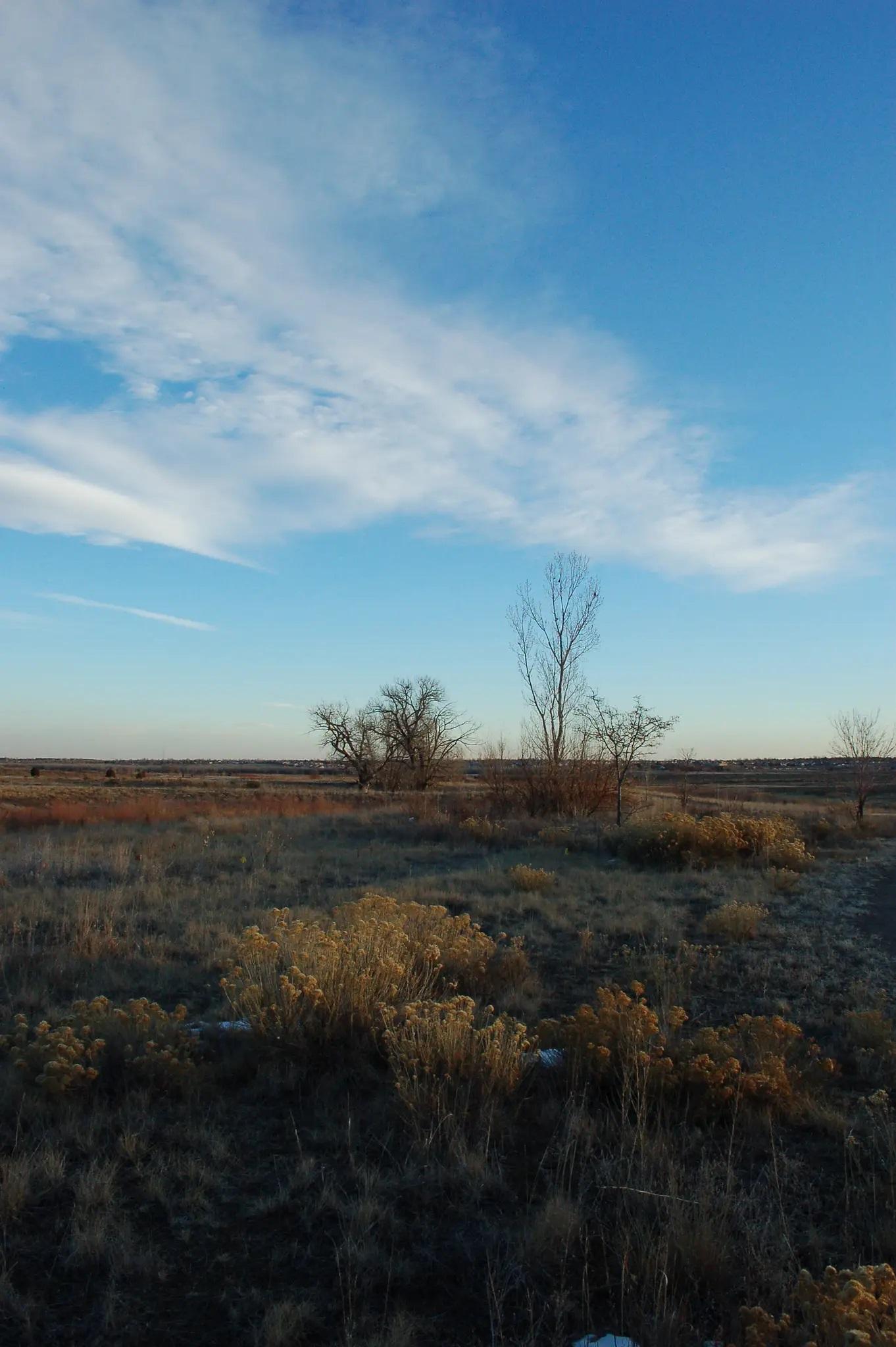 A dry, grassy field with sparse trees under a bright blue sky.