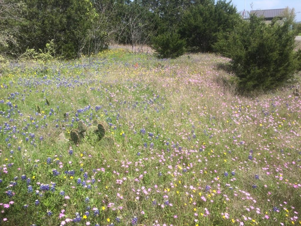 Sunny field of colorful wildflowers, green grass, and a small cactus.
