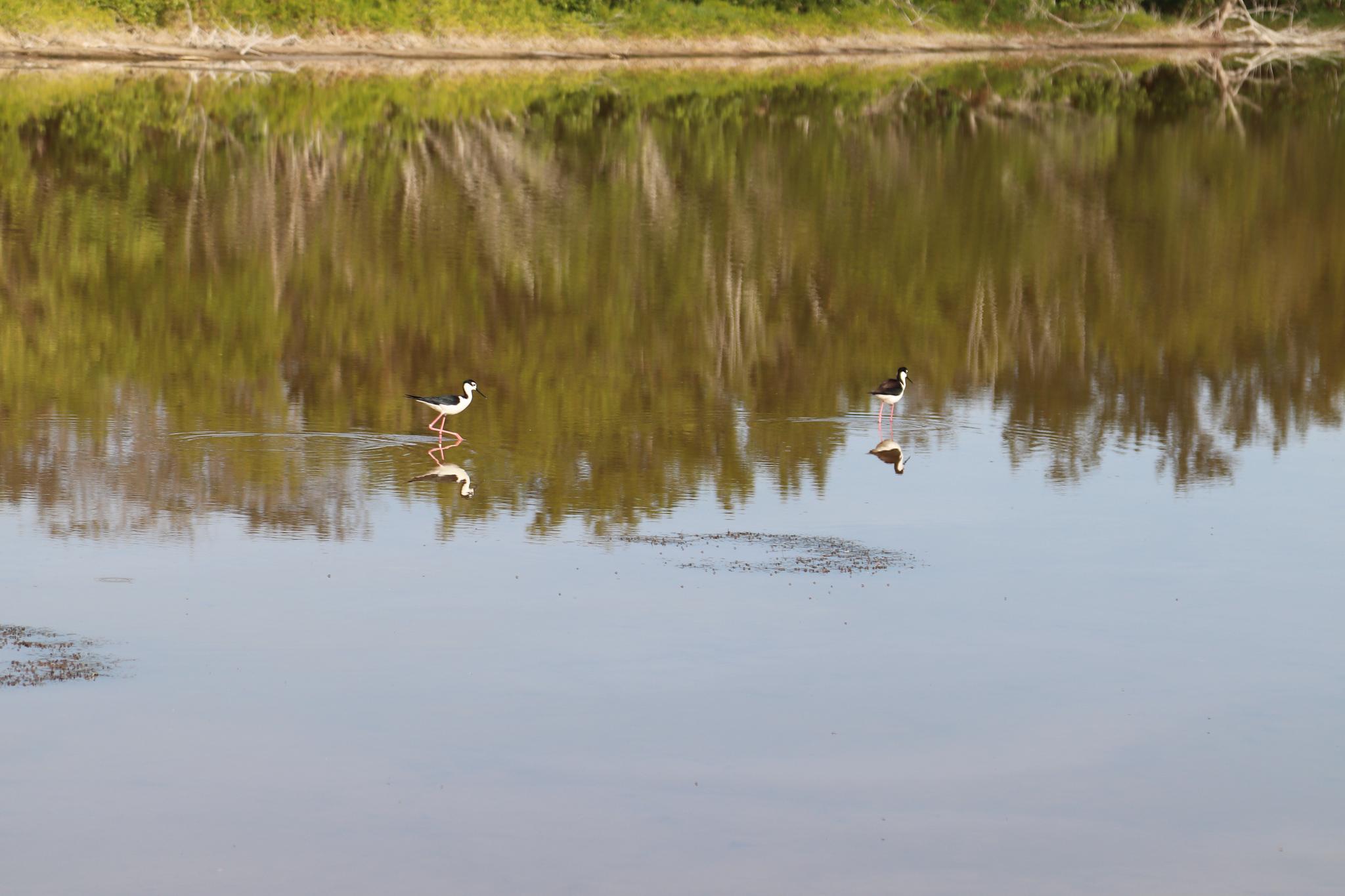 Two black-necked stilts wade in shallow water with tree reflections.