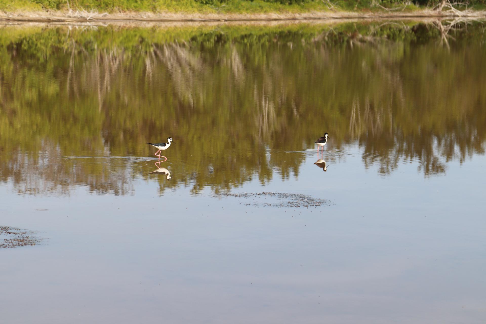 Two black-necked stilts wade in shallow water with tree reflections.