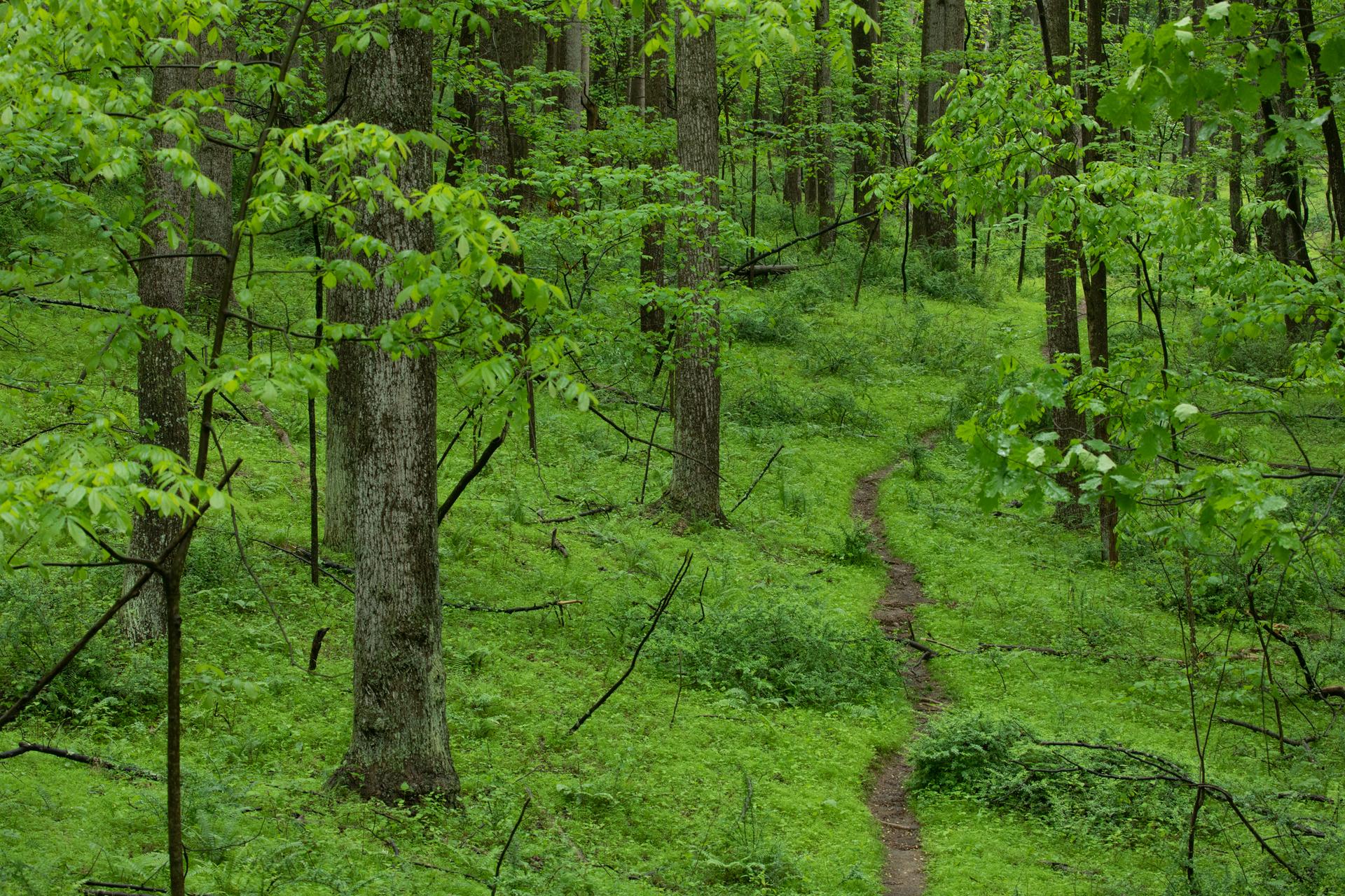 A winding dirt path through a vibrant green, dense forest.