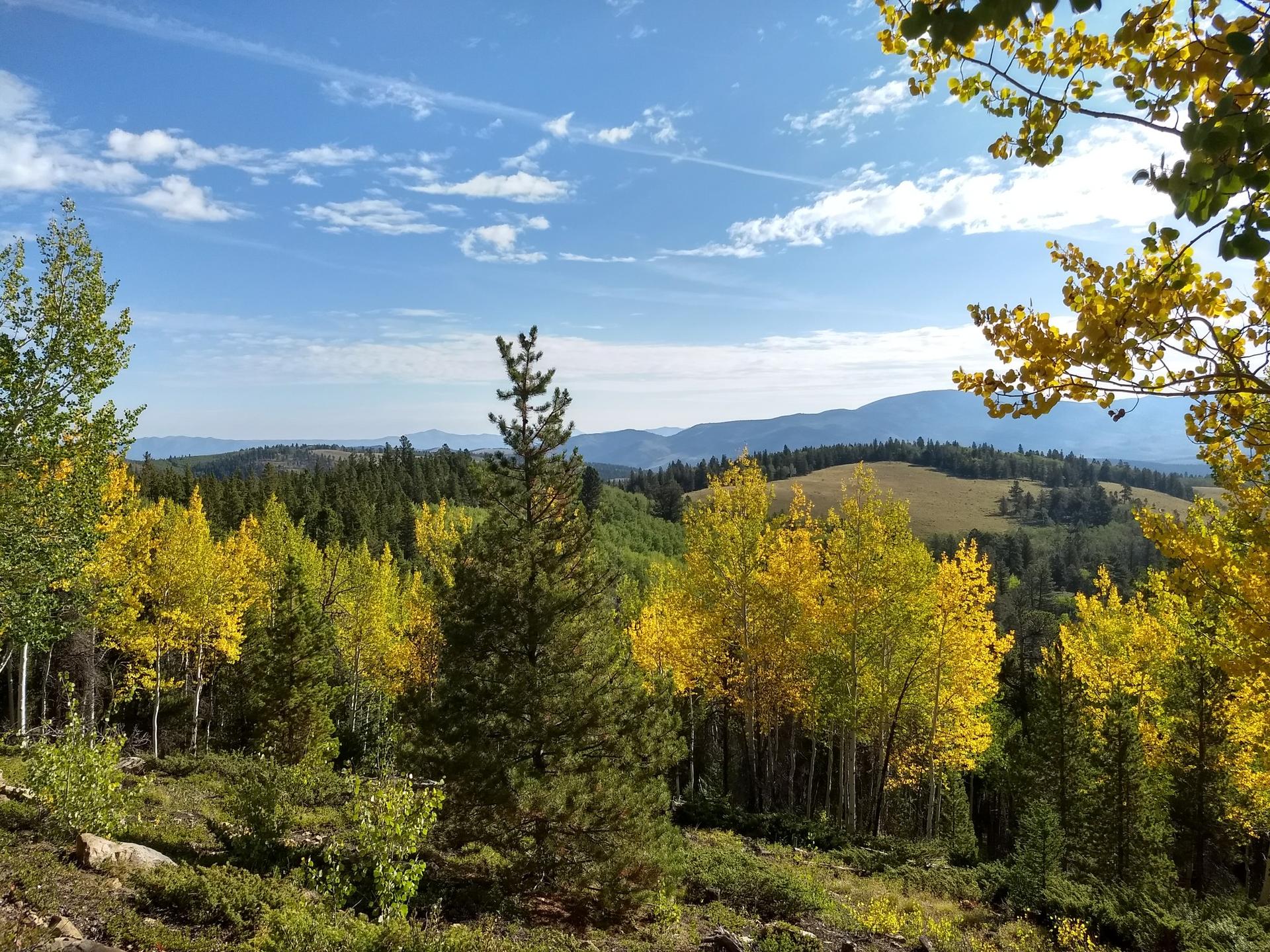 Golden aspen trees and green pines on rolling hills under a bright blue sky.