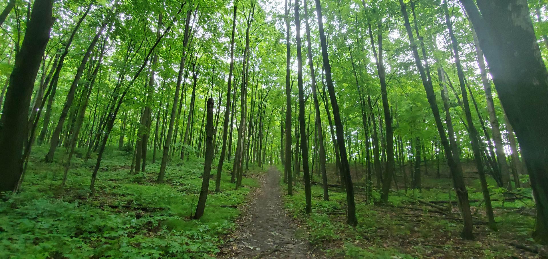 A narrow dirt path winds through a dense, lush green forest.