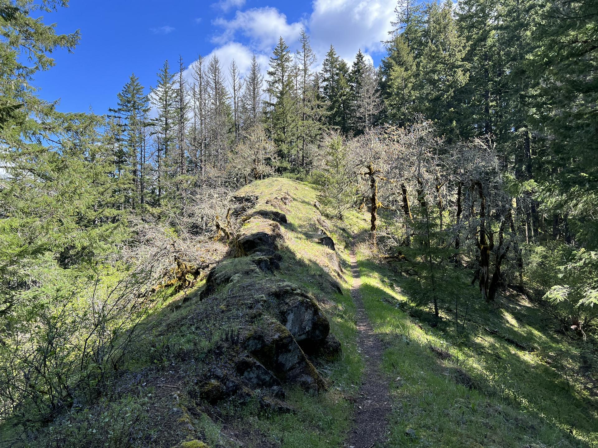 Narrow dirt path on a rocky, grassy ridge with trees under blue sky.