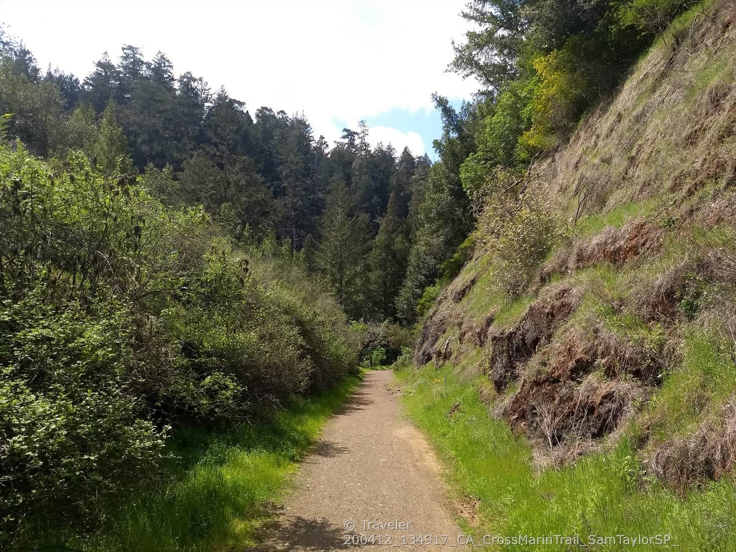 Sunny dirt path winding through lush green forest and a grassy hillside.