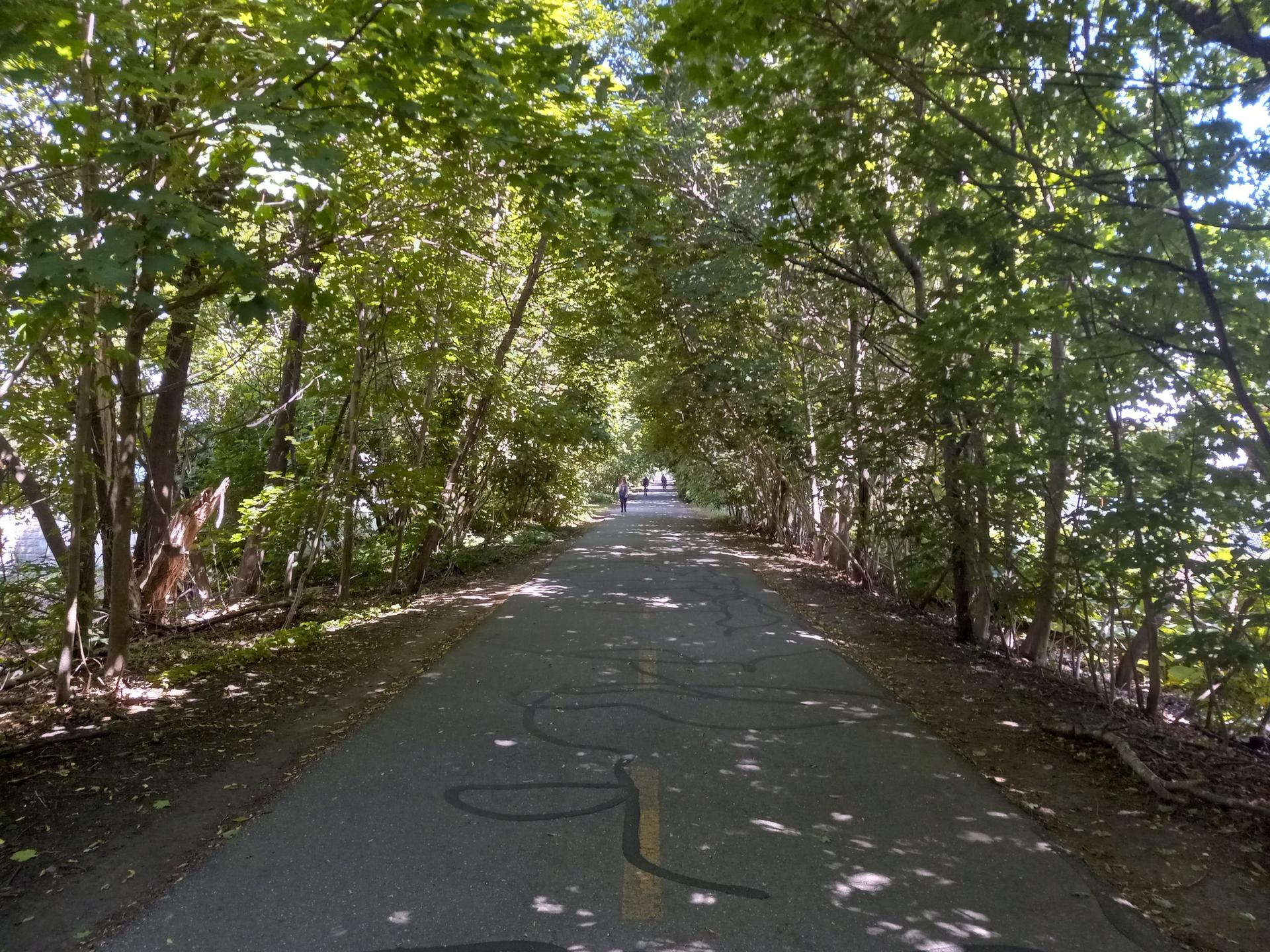 A paved path shaded by a dense canopy of green trees on a sunny day.