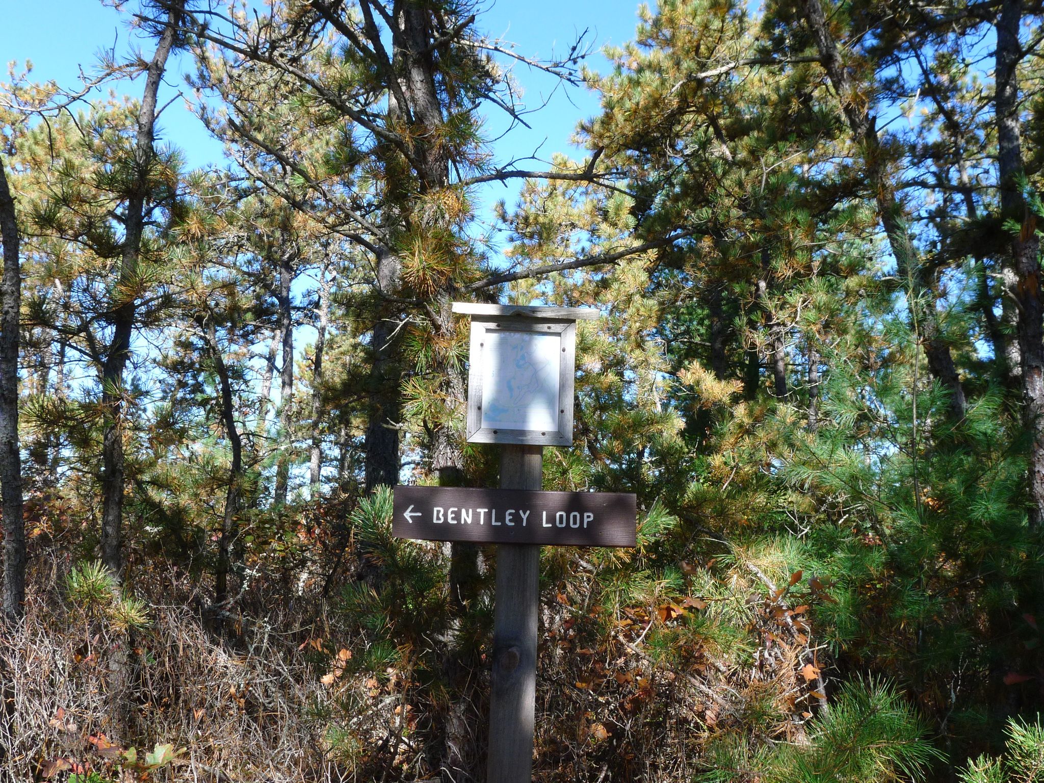 Wooden trail signpost with an arrow in a sunny pine forest. - Bentley Loop Trail