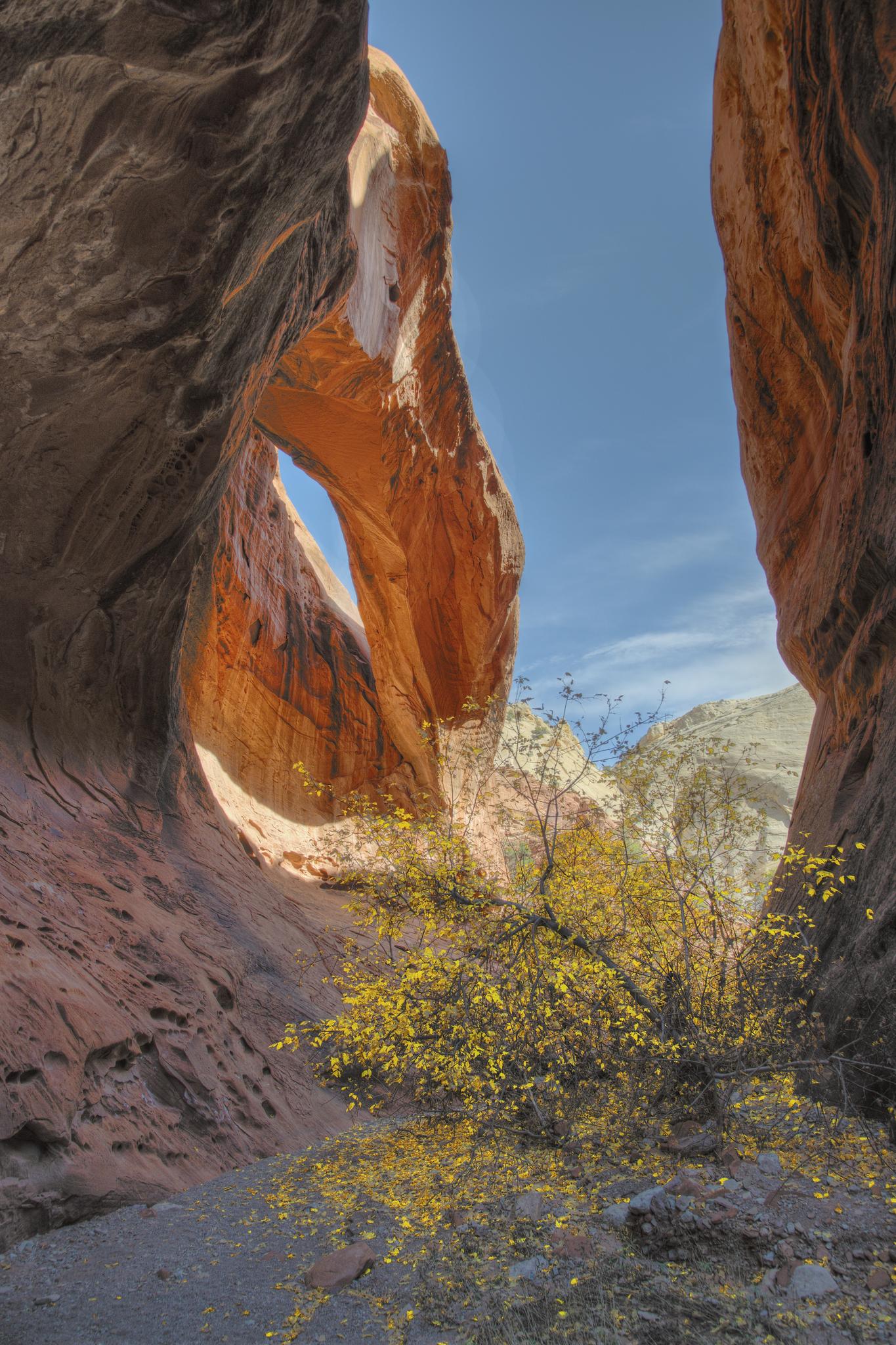 Sunlight illuminates a natural rock arch and yellow bushes in a narrow canyon.