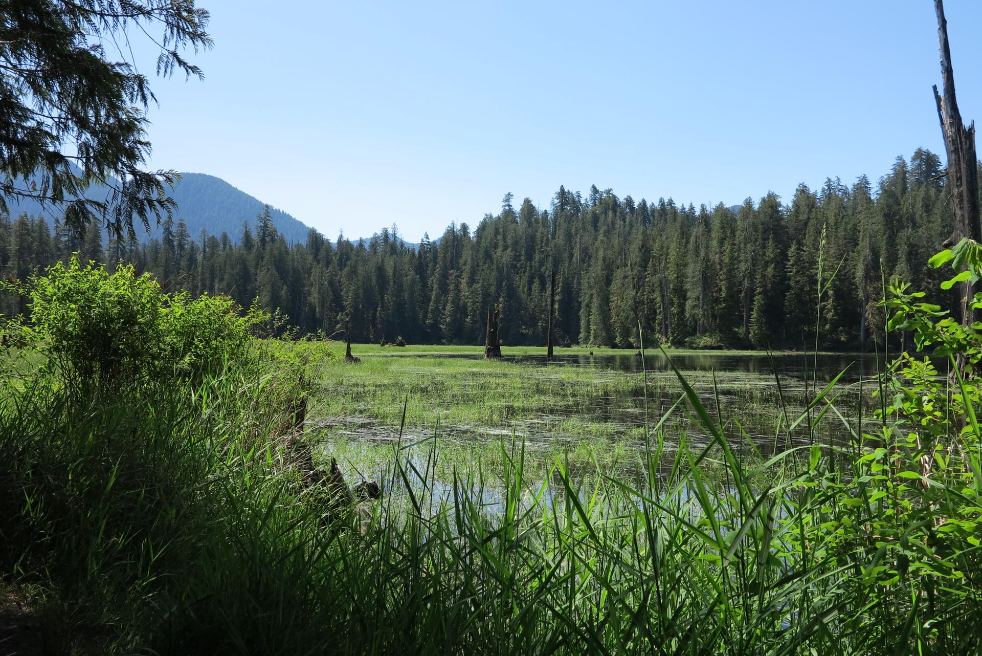 Grassy wetland with a forest and mountain under a clear blue sky.