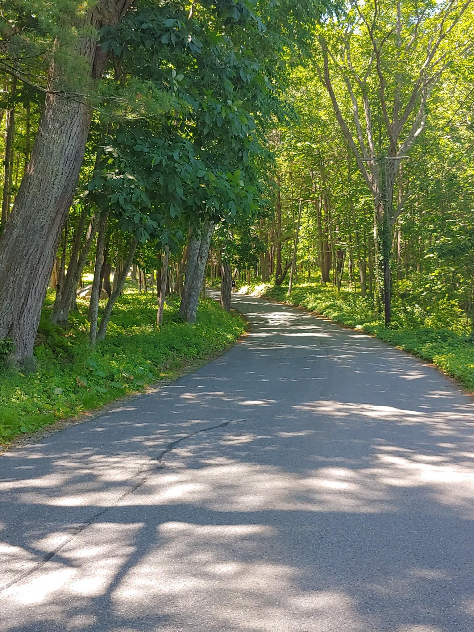 A sun-dappled paved road winding through a tunnel of green trees.