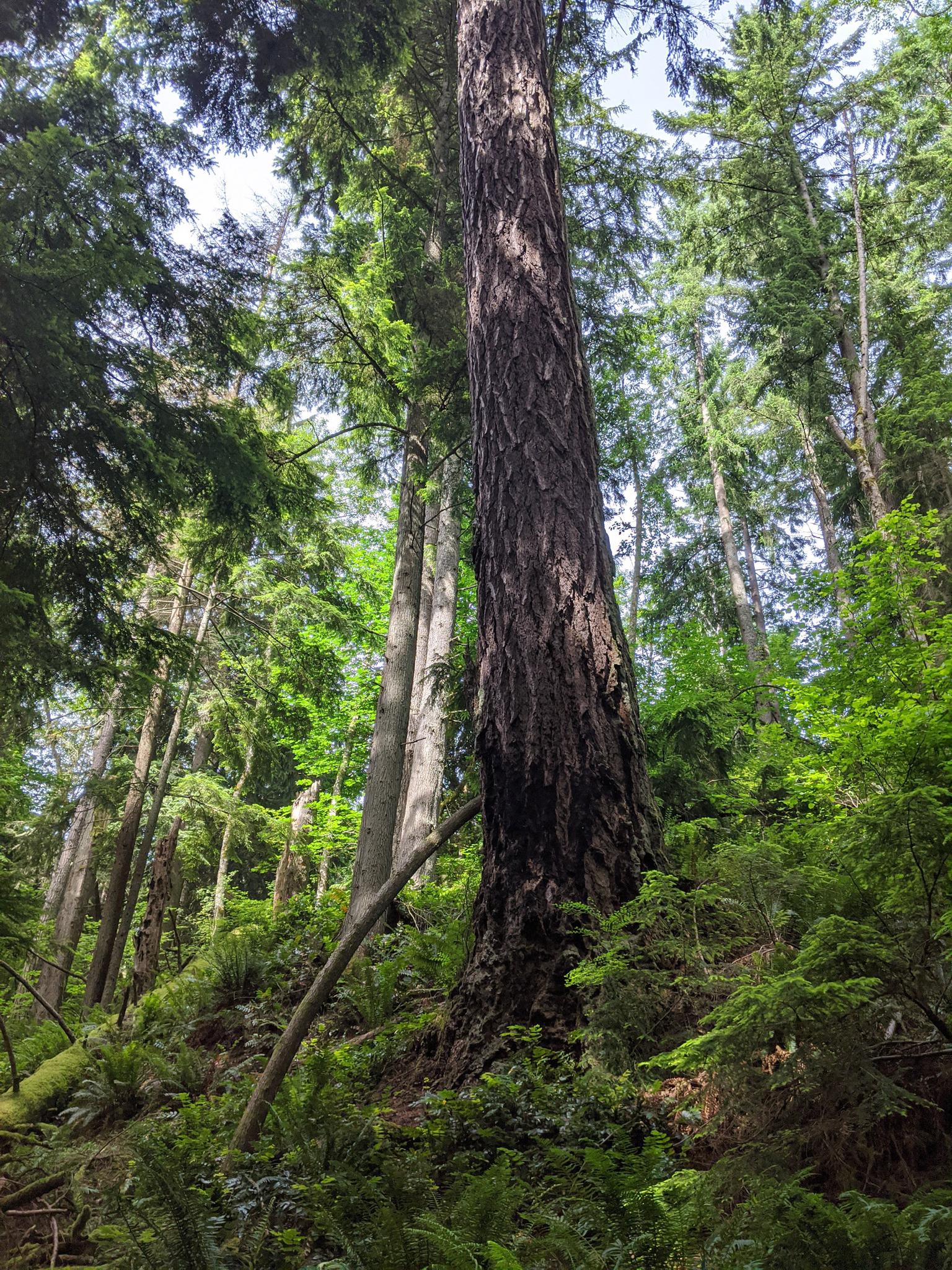 Towering tree in a dense, sunlit forest with green undergrowth.
