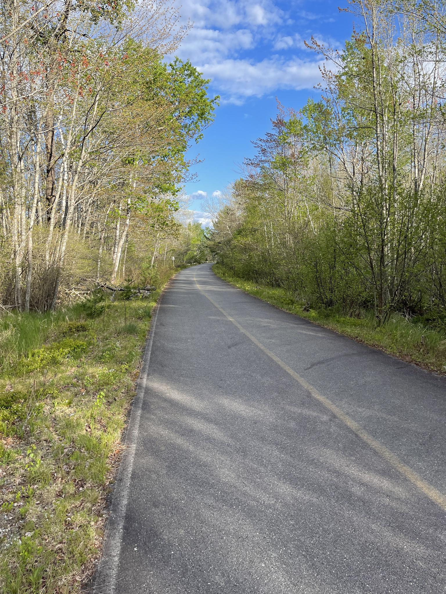 Paved path through a forest under a bright blue sky.