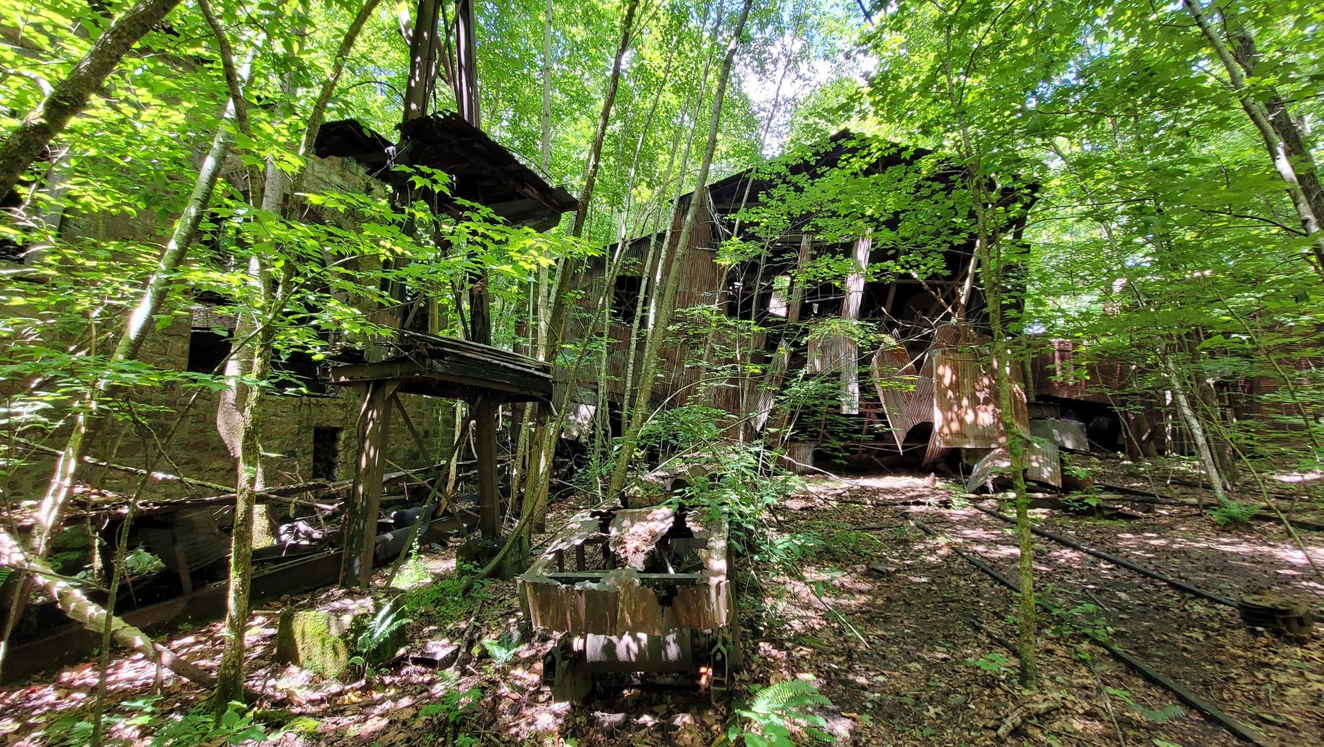 Overgrown ruins of a building in a dense, sunlit green forest.