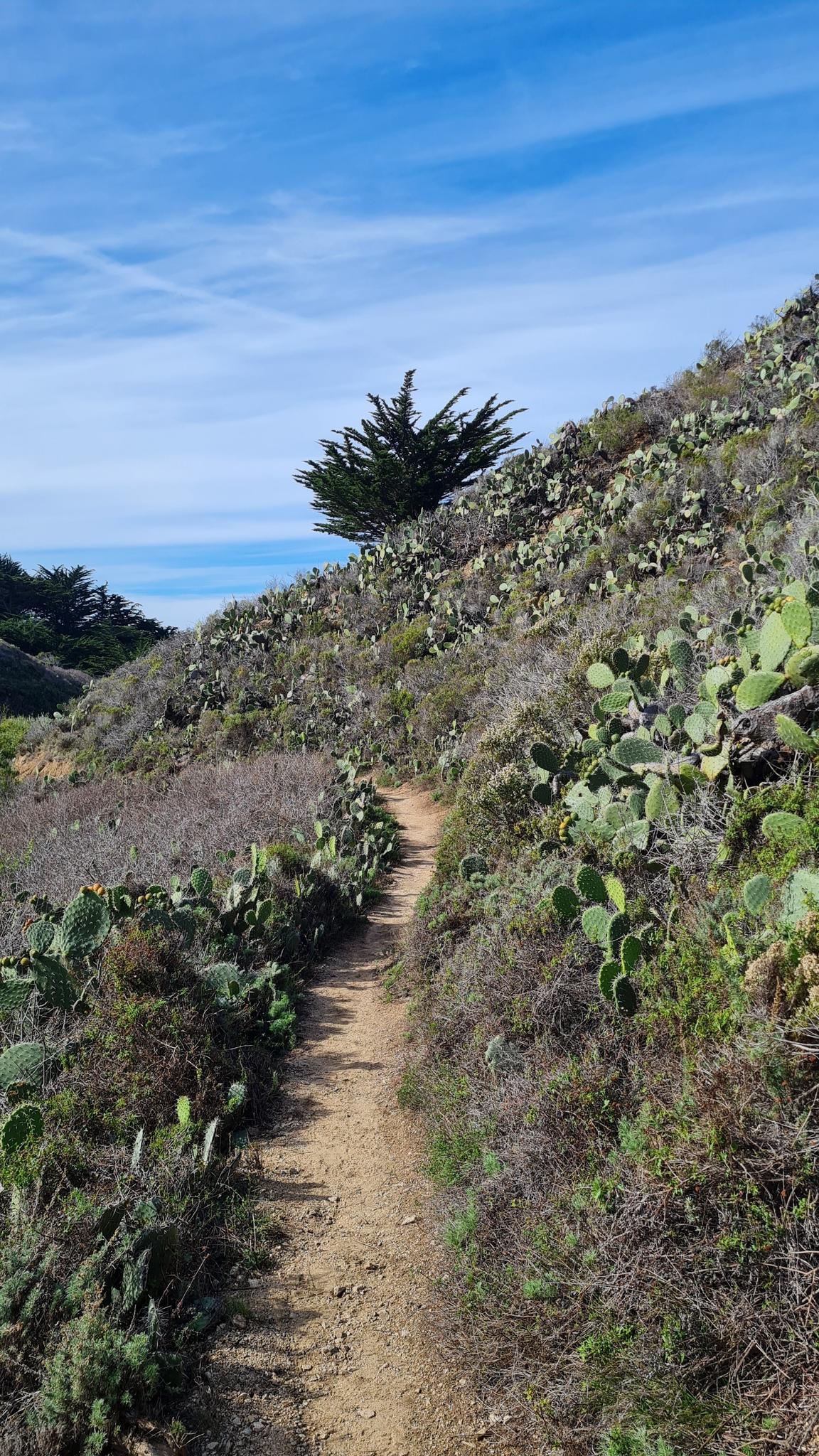 Narrow dirt path winding up a hill covered in cacti and shrubs.