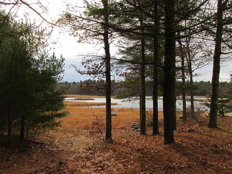 Overcast view of a marshy lake through pine trees with autumn foliage.