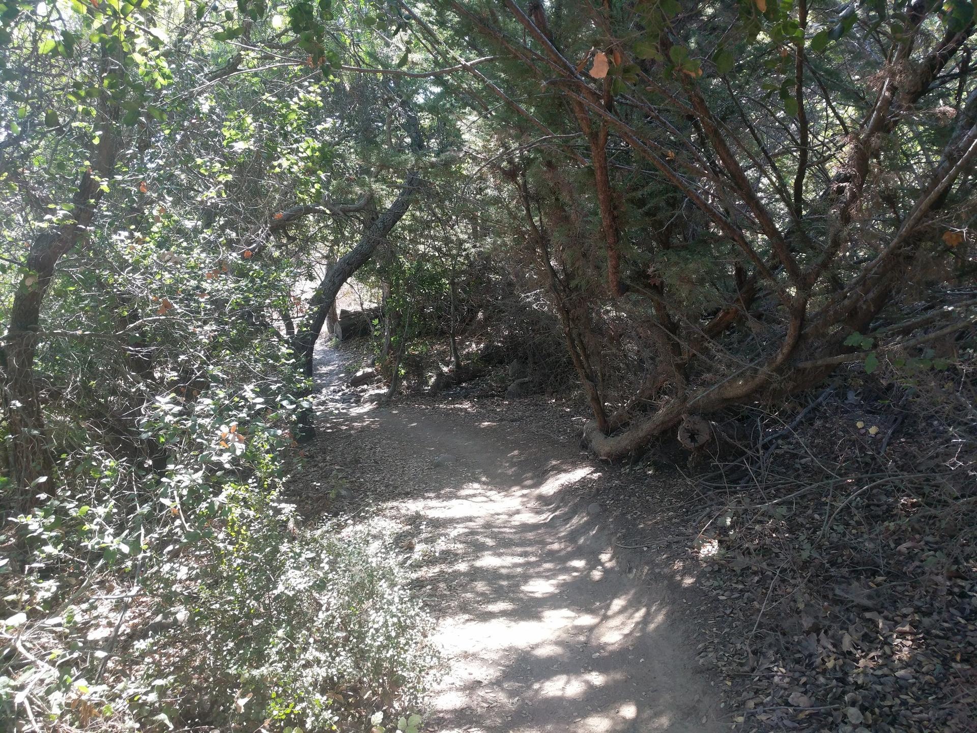 A shaded dirt path winds through a dense, sun-dappled forest.