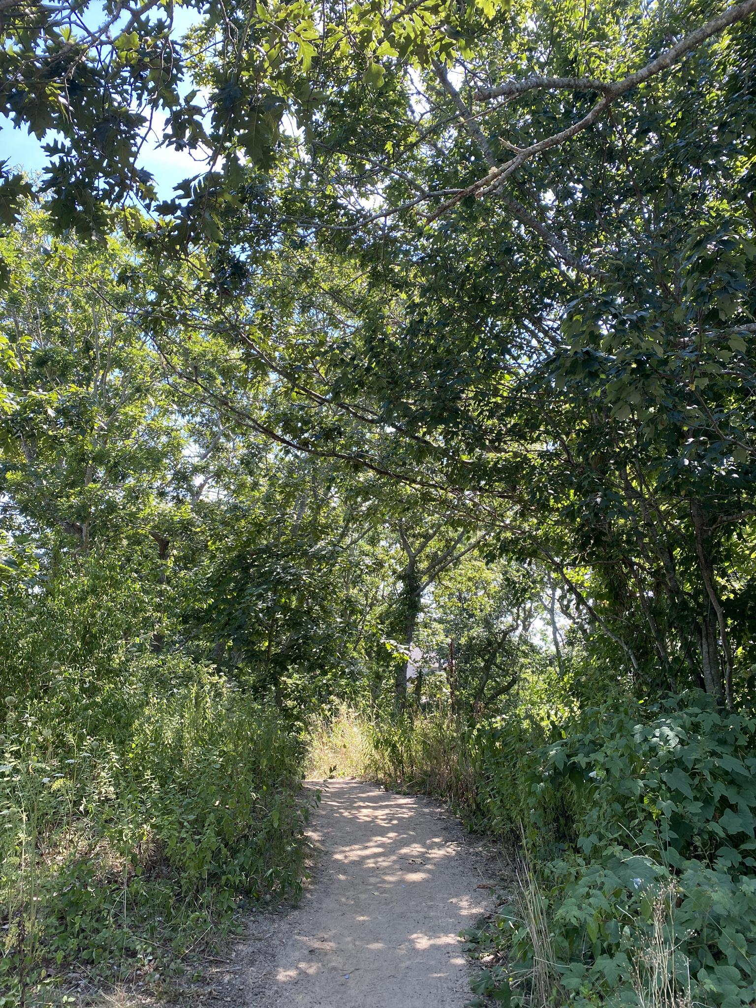 Shaded dirt path through a dense green forest on a sunny day.