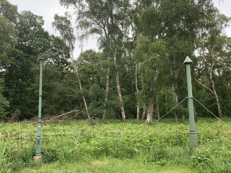 Holme Fen Posts