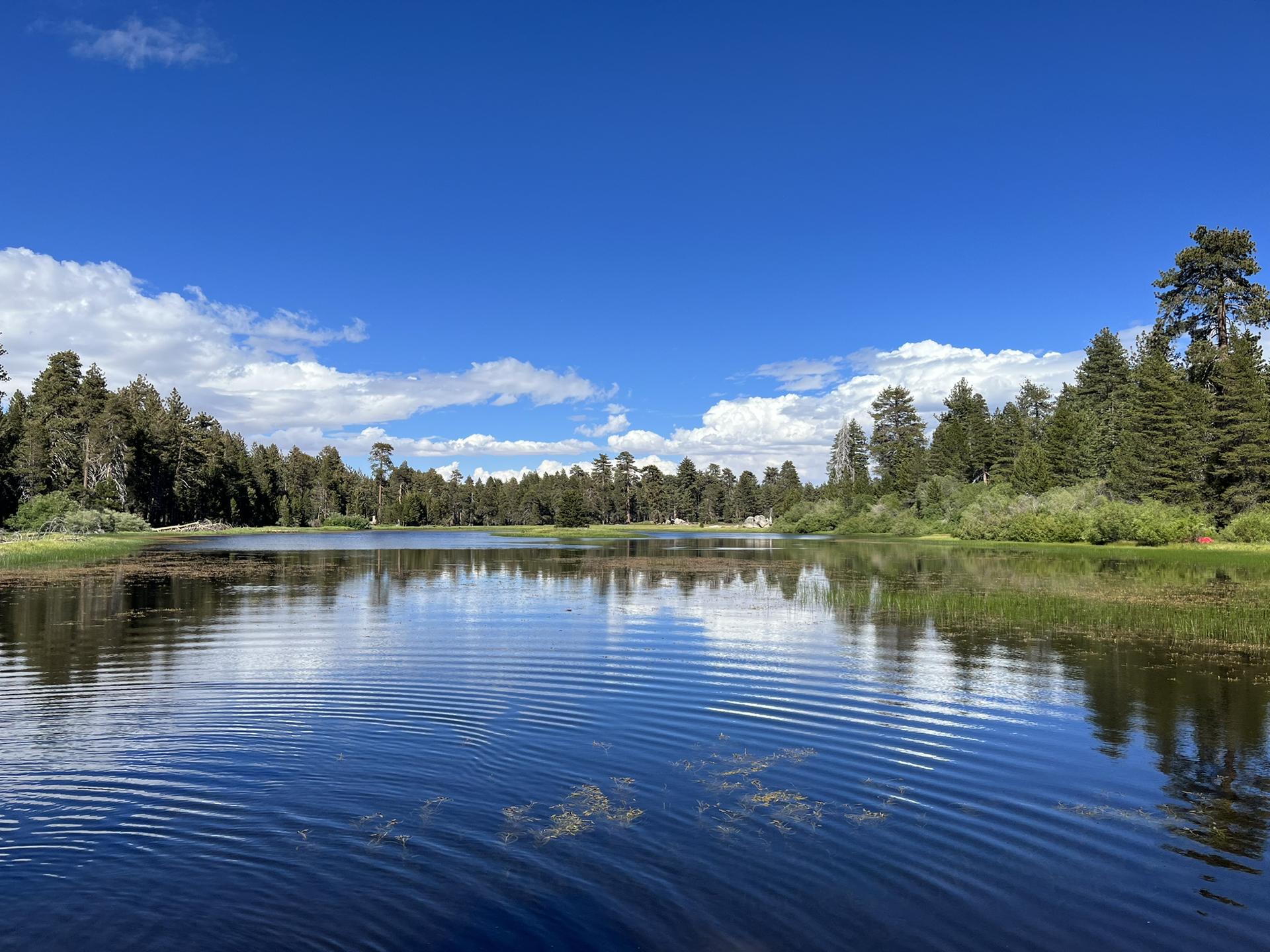 Lake with ripples, surrounded by pine trees under a partly cloudy sky.