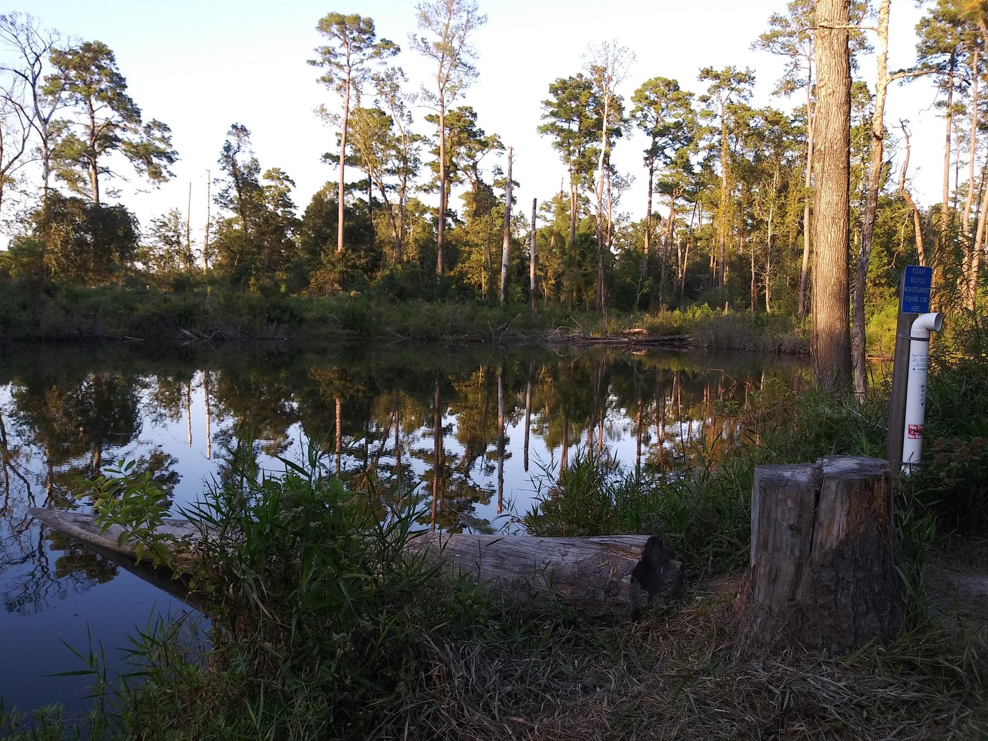 Calm water reflecting a forested shoreline with a fallen log and tree stump.