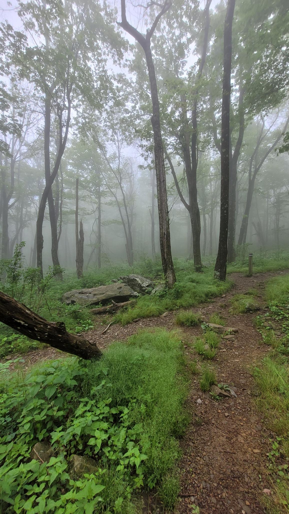 Misty forest trail with tall trees and lush green undergrowth.