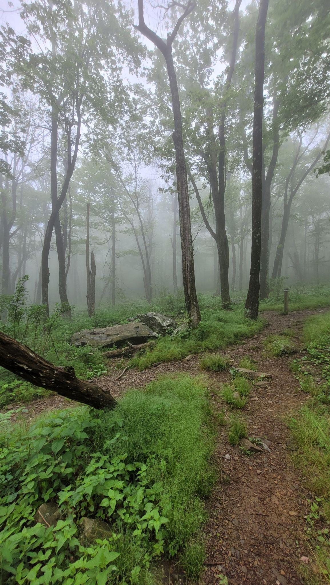 Misty forest trail with tall trees and lush green undergrowth. - Hawksbill Gap – Fishers Gap Overlook loop from Stony Man