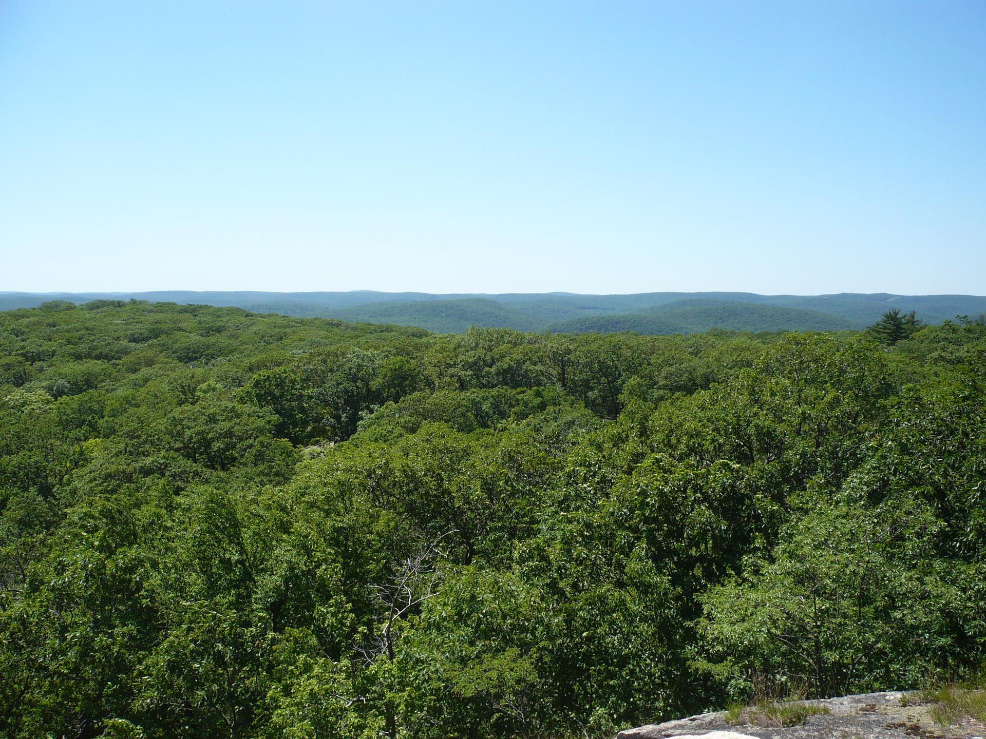Expansive view of a dense green forest under a clear blue sky.