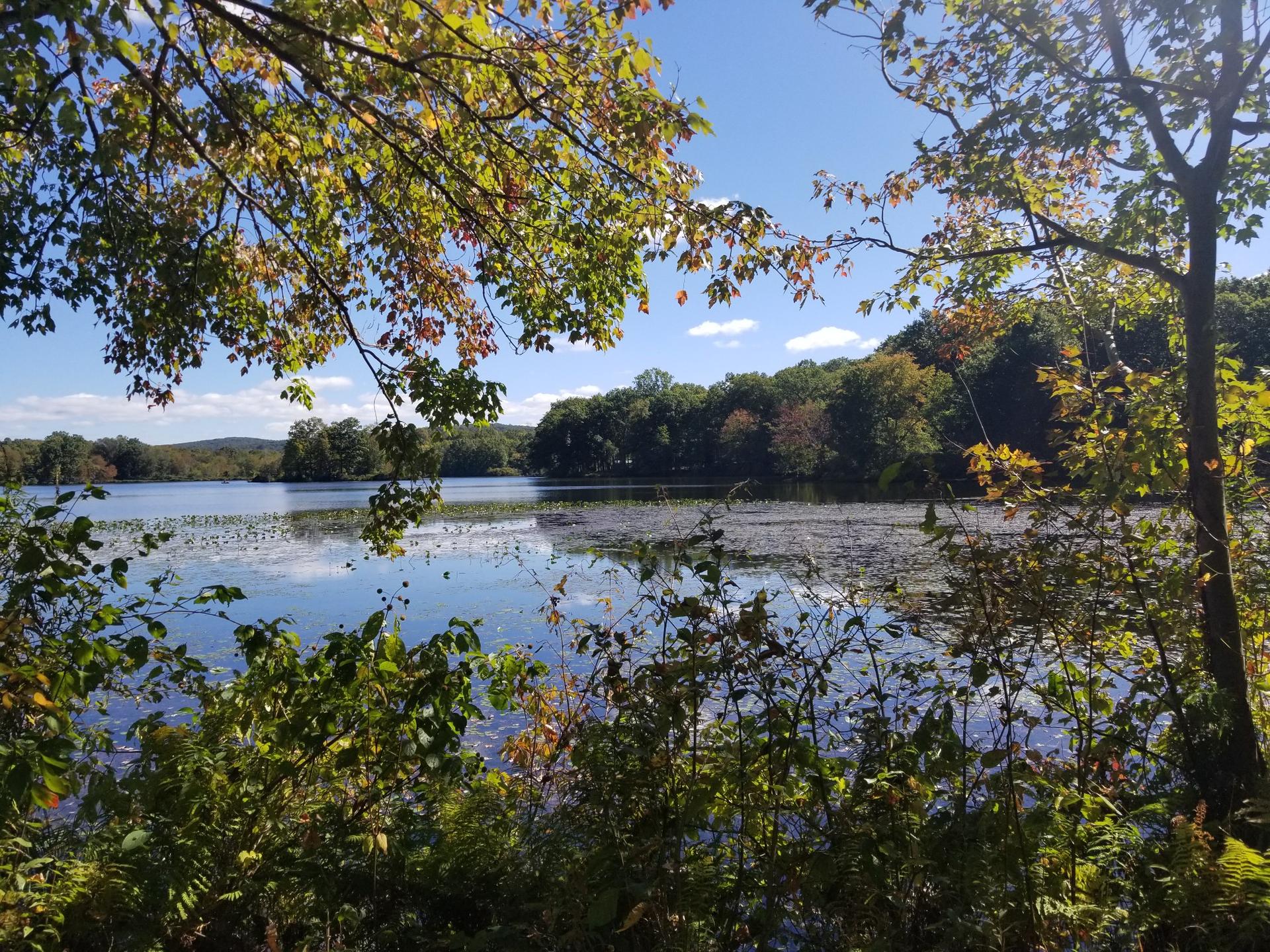 Sunny view of a lake with lily pads through green and autumn trees.