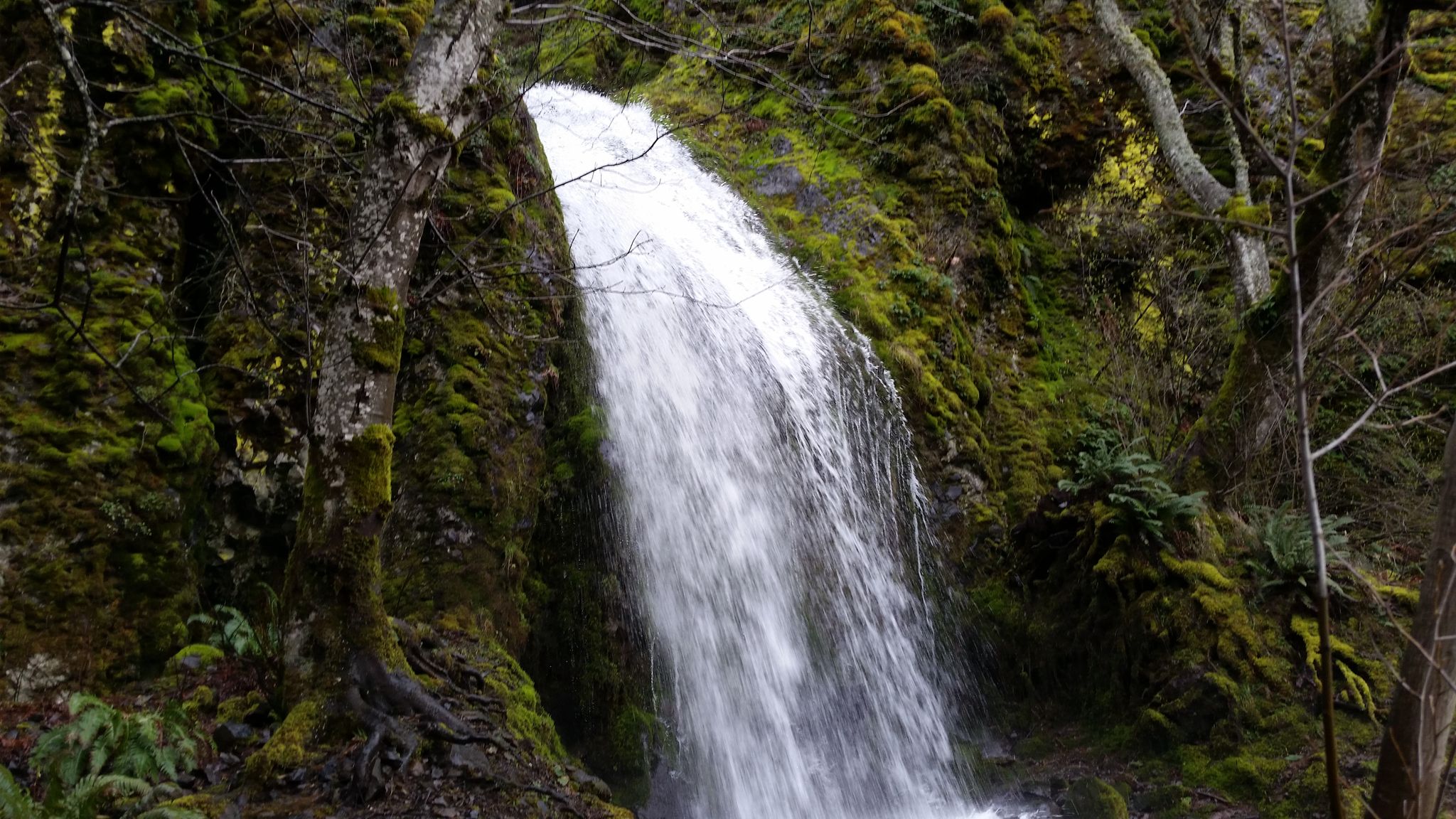 A powerful waterfall cascades down mossy rocks and trees in a forest. - Mount Defiance Trail — Columbia River Gorge