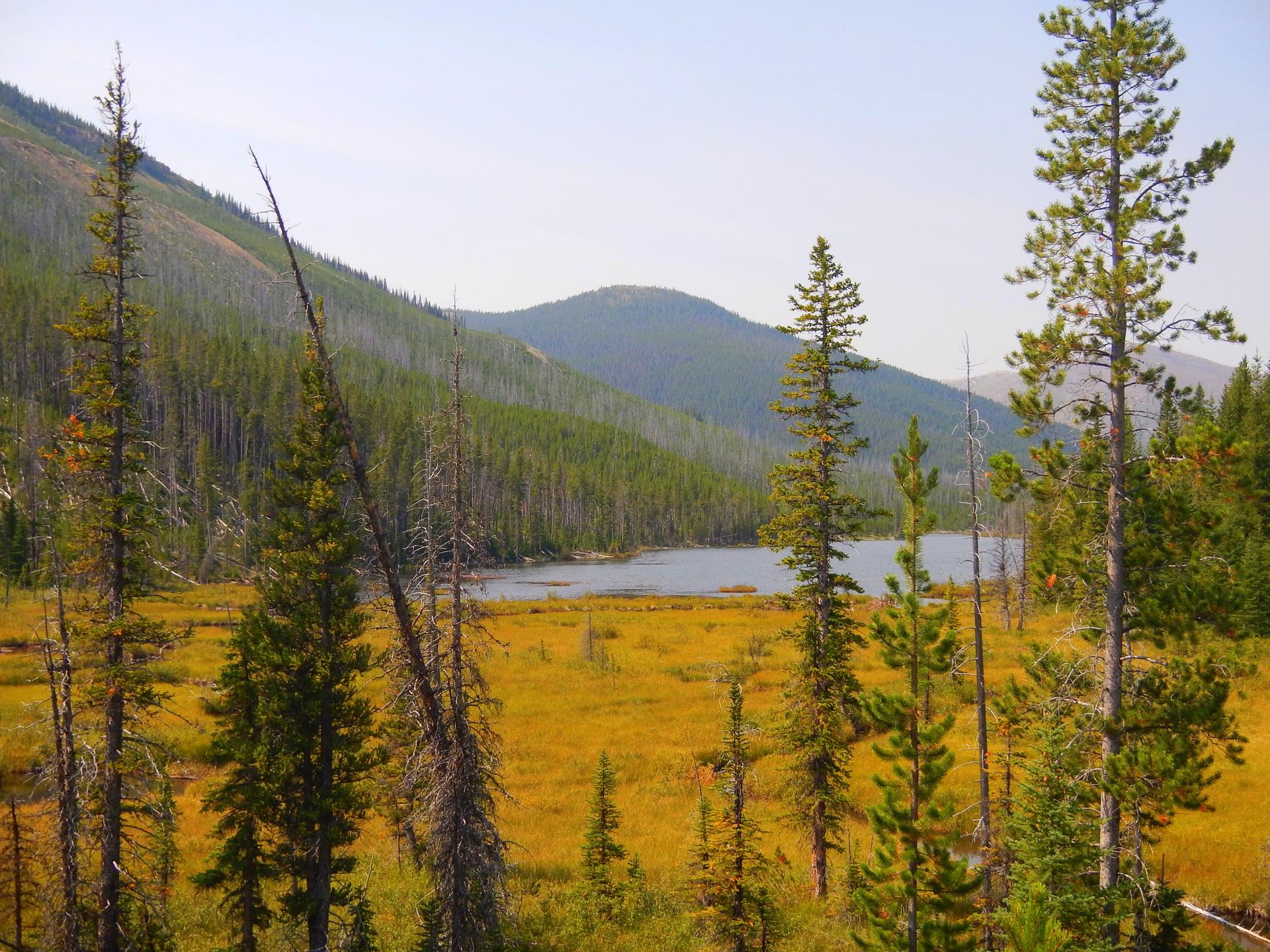 A lake surrounded by golden marsh and pine forests under a bright sky.