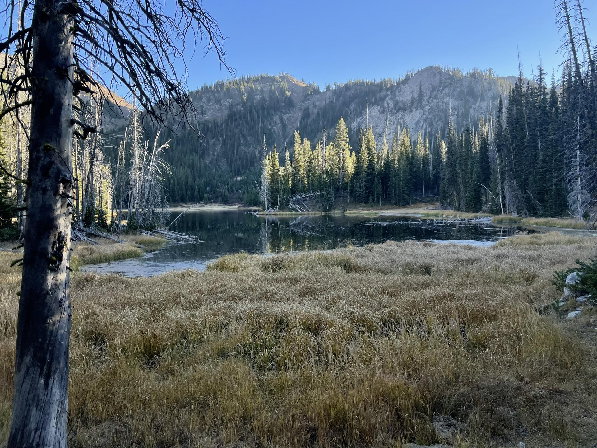 Sunny marshy lake with reflections, surrounded by pine trees and mountains.