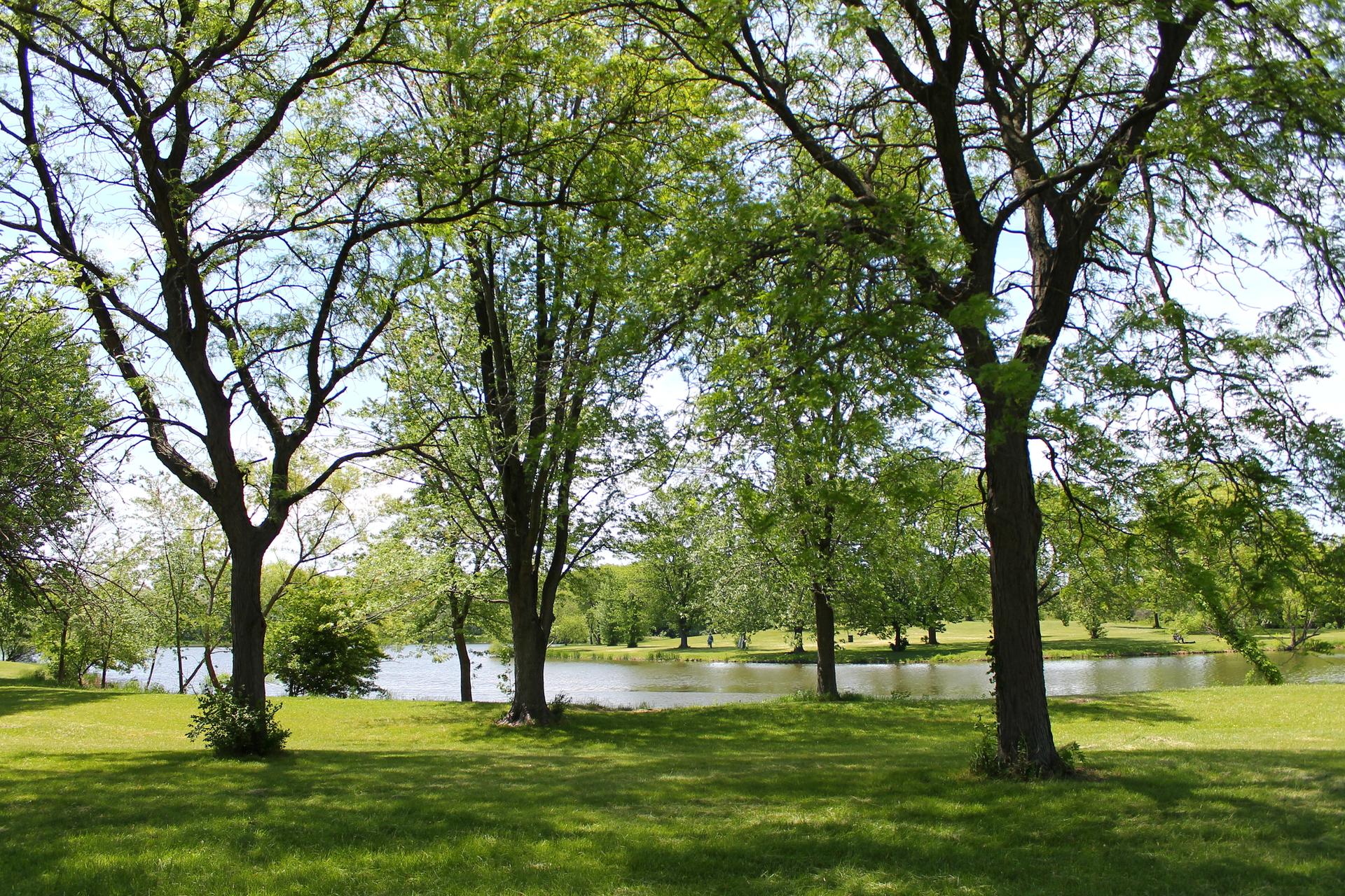 Sunny park with large green trees framing a calm lake.